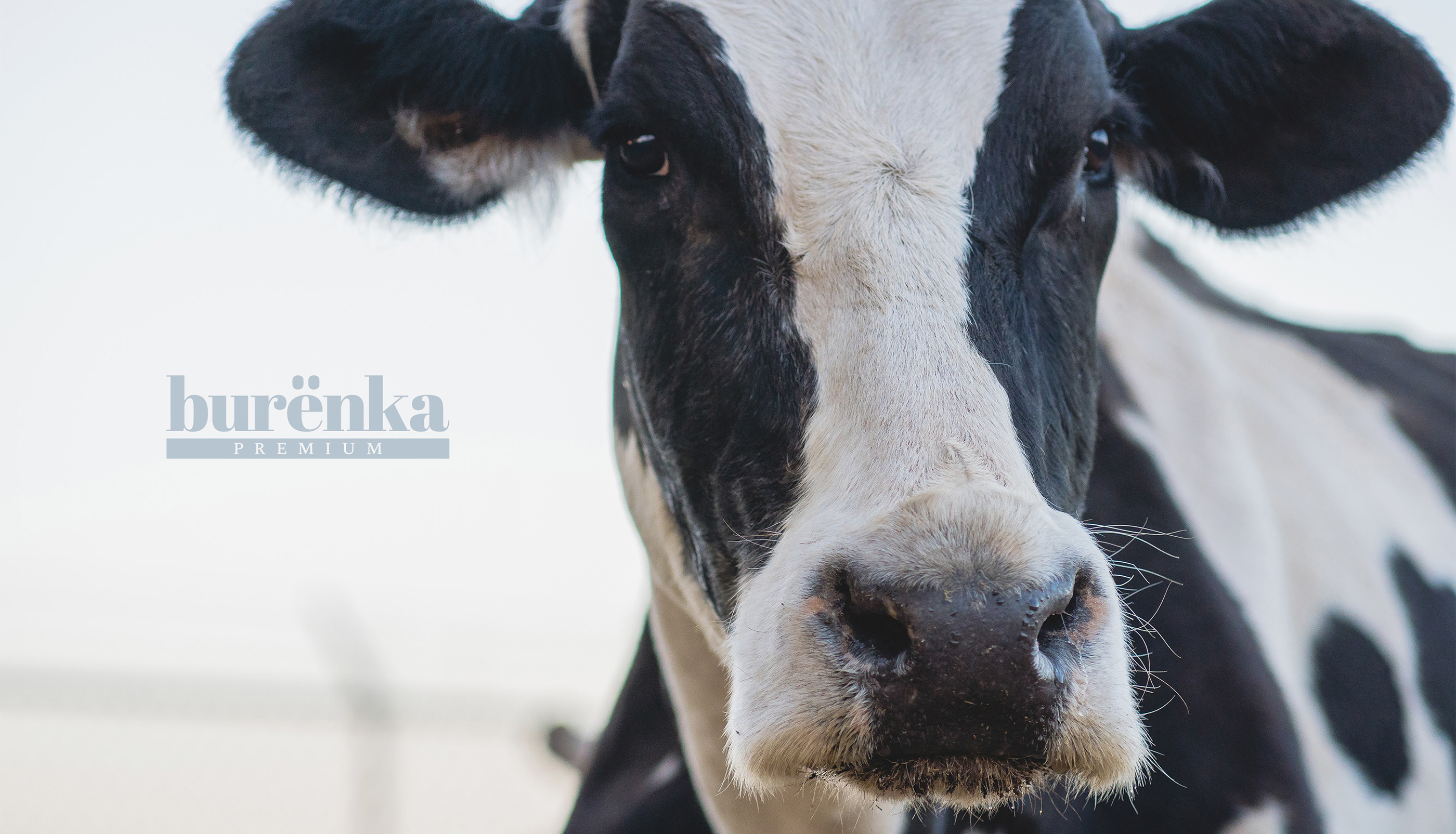 Burёnka Premium Milk | Logo & Packaging Design — Изображение №14 — Брендинг на Dprofile