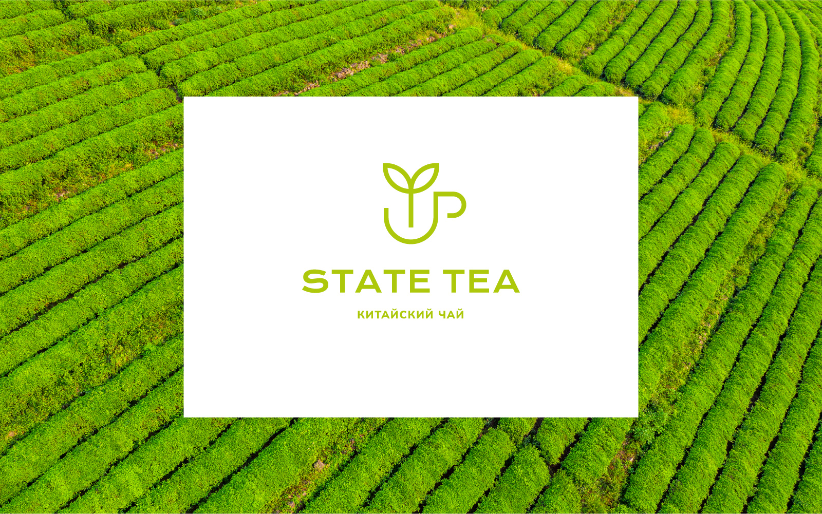 LOGO STATE TEA — Изображение №9 — Брендинг на Dprofile