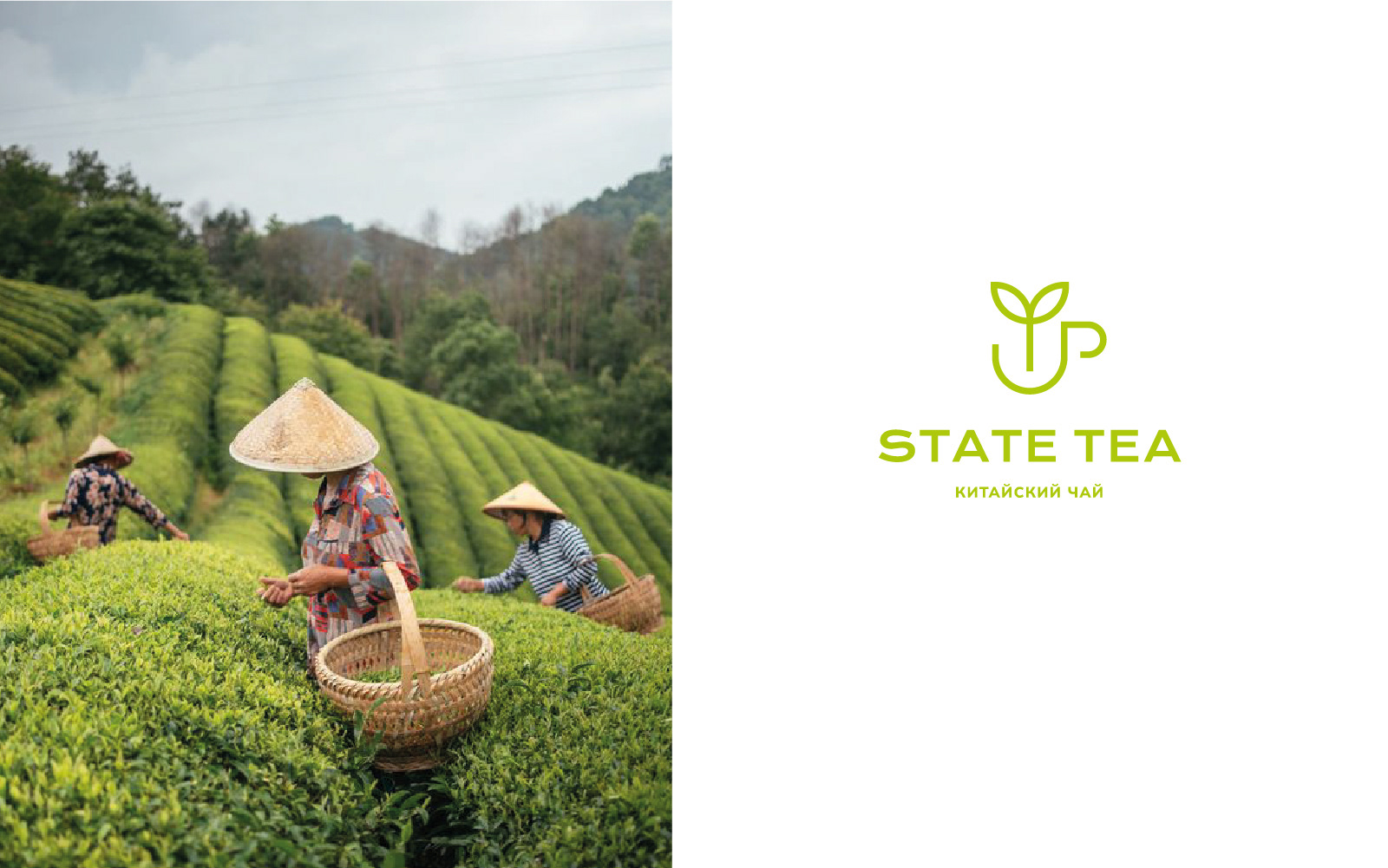 LOGO STATE TEA — Изображение №2 — Брендинг на Dprofile
