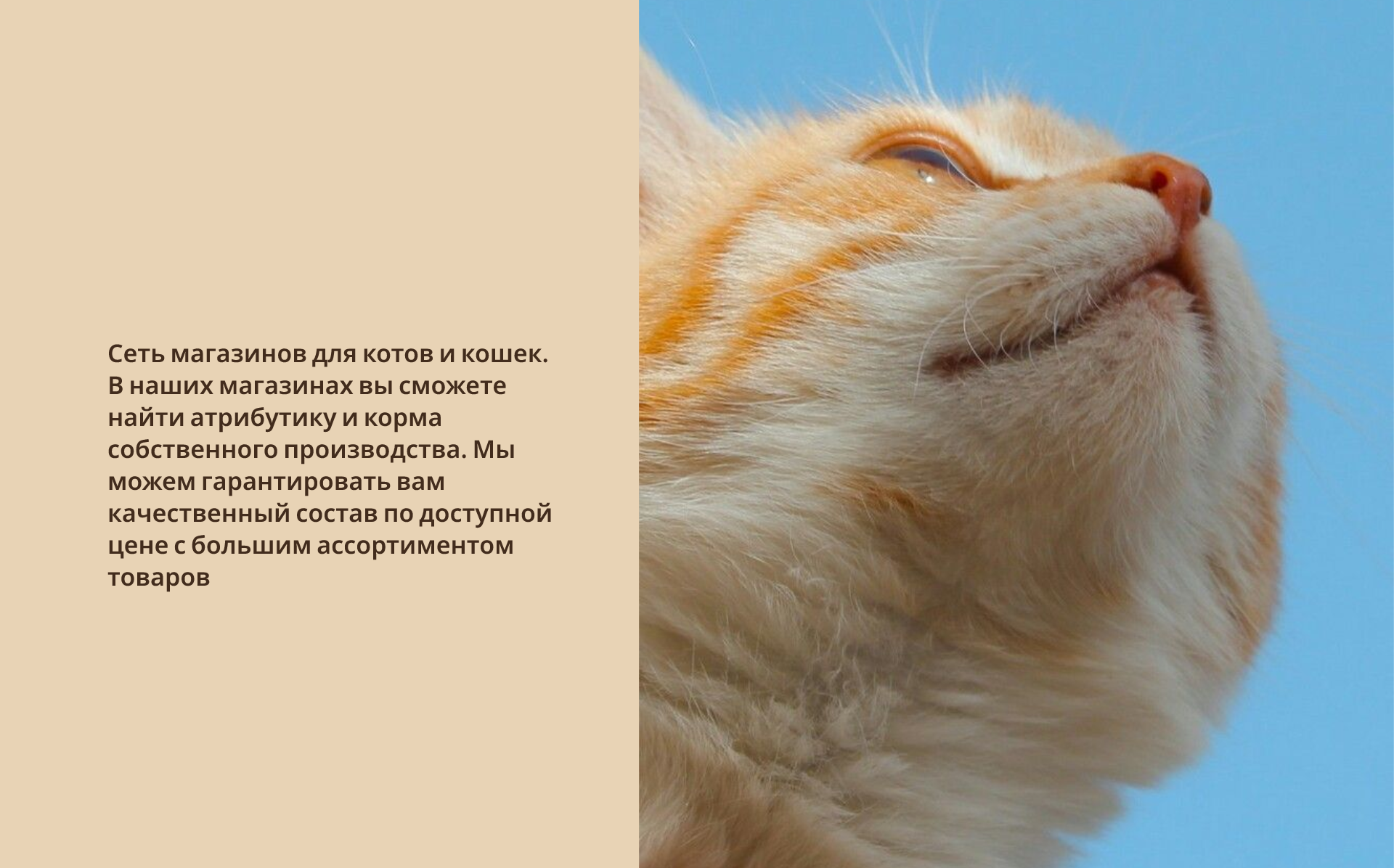 Айдентика для сети зоомагазинов "МУРИ" — Изображение №2 — Брендинг на Dprofile