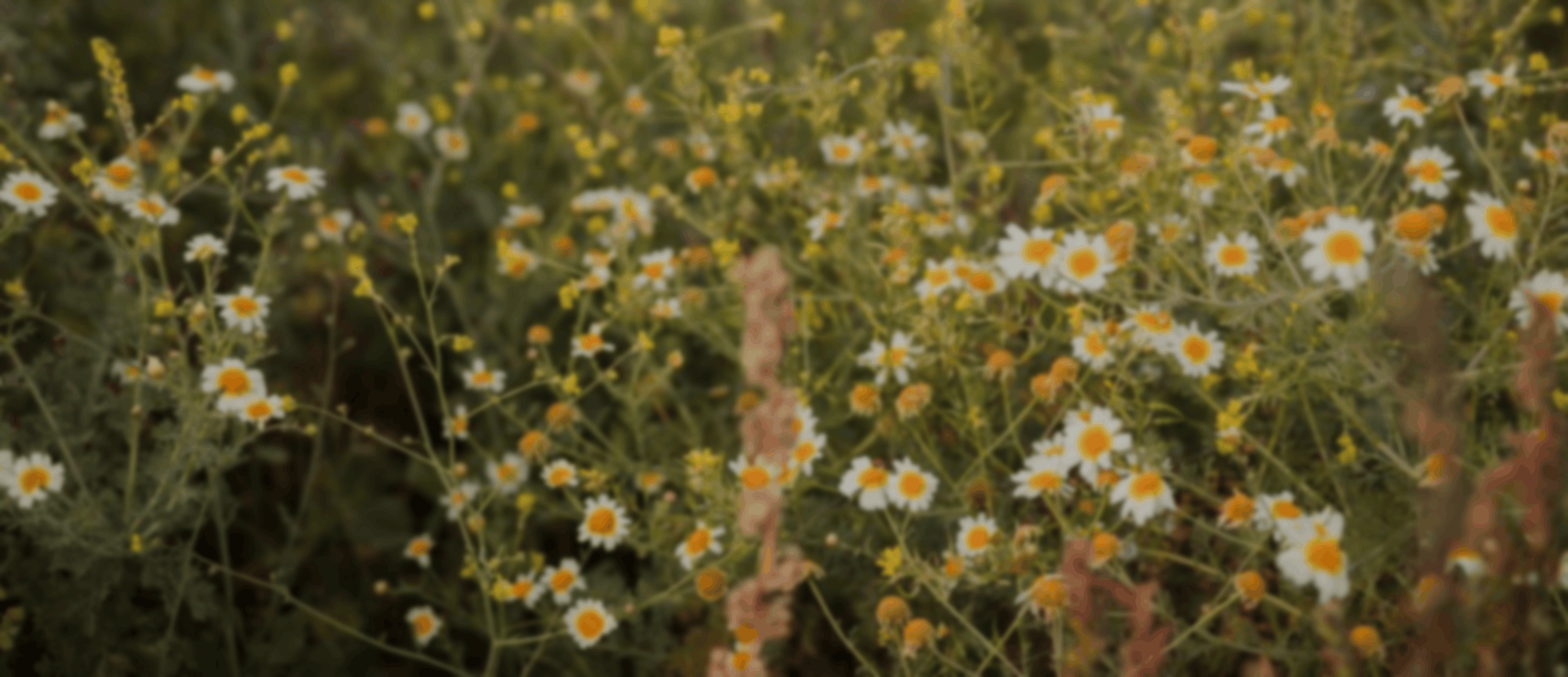 Приют для животных "Lapove" — Изображение №6 — Брендинг на Dprofile