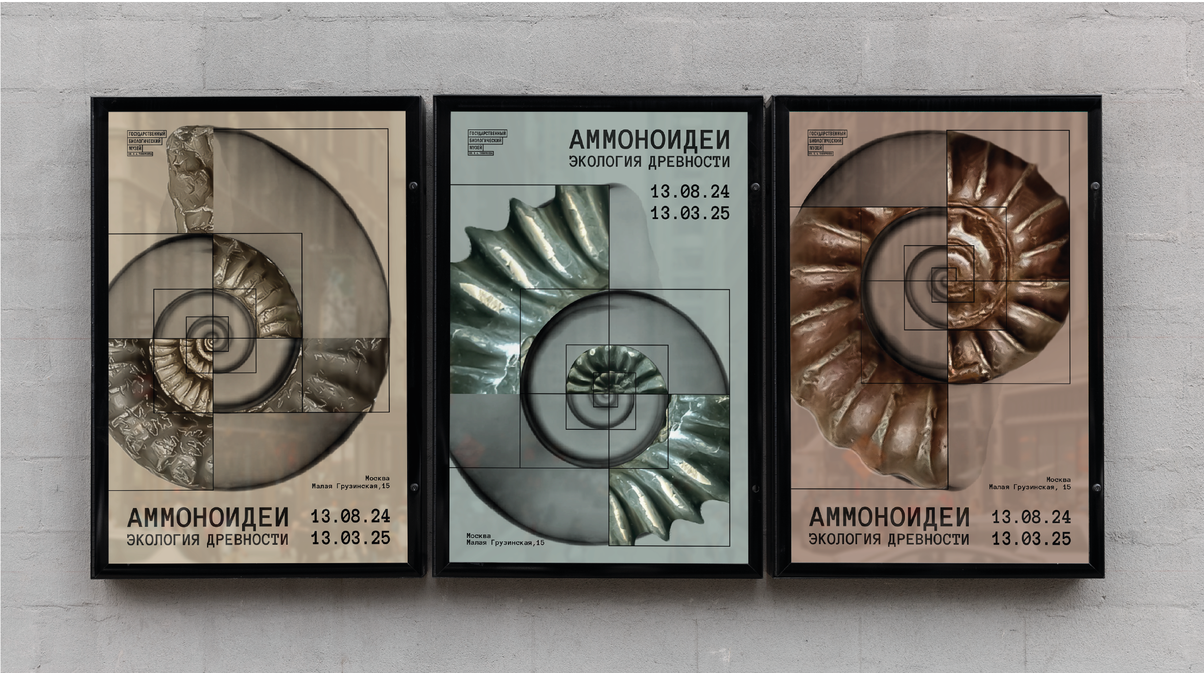 Айдентика для выставки "экология древности: Аммоноидеи" — Изображение №1 — Брендинг на Dprofile