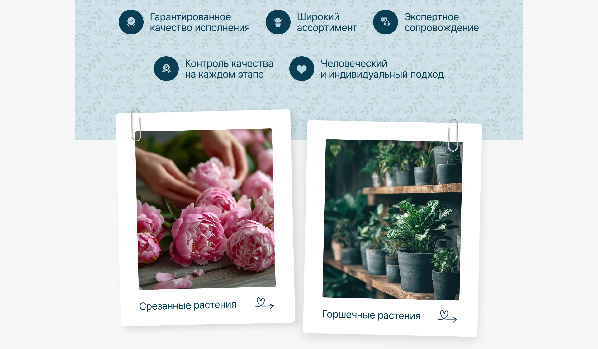 Сайт для оптового магазина горшечных растений — Изображение №4 — Интерфейсы, Маркетинг на Dprofile