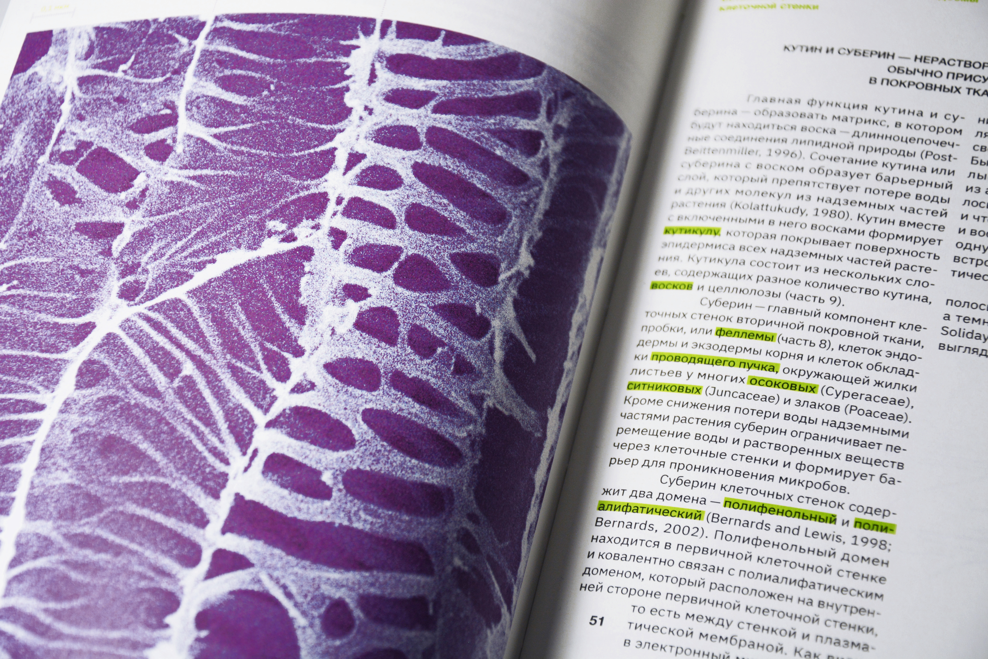 Esau's Plant Anatomy — Изображение №22 — Графика на Dprofile