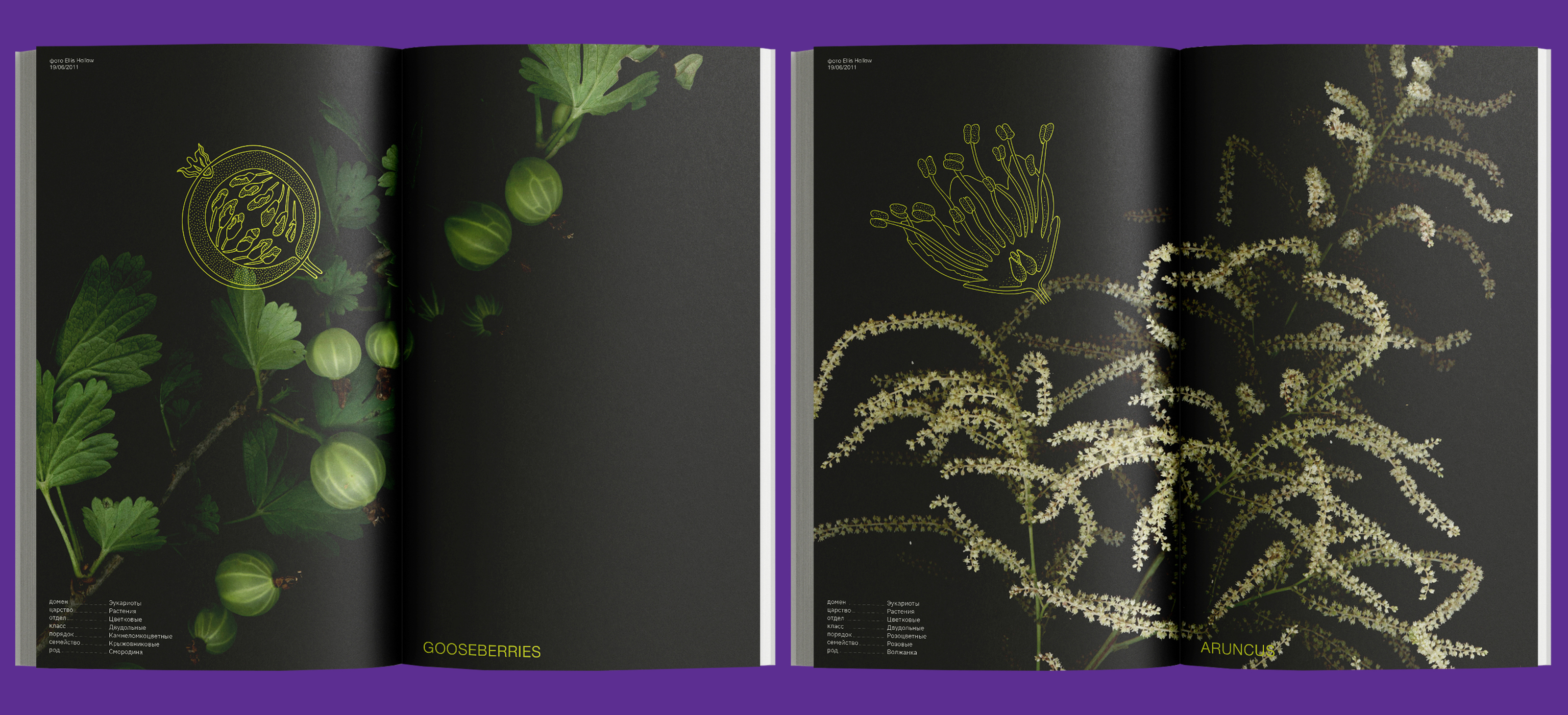 Esau's Plant Anatomy — Изображение №4 — Графика на Dprofile