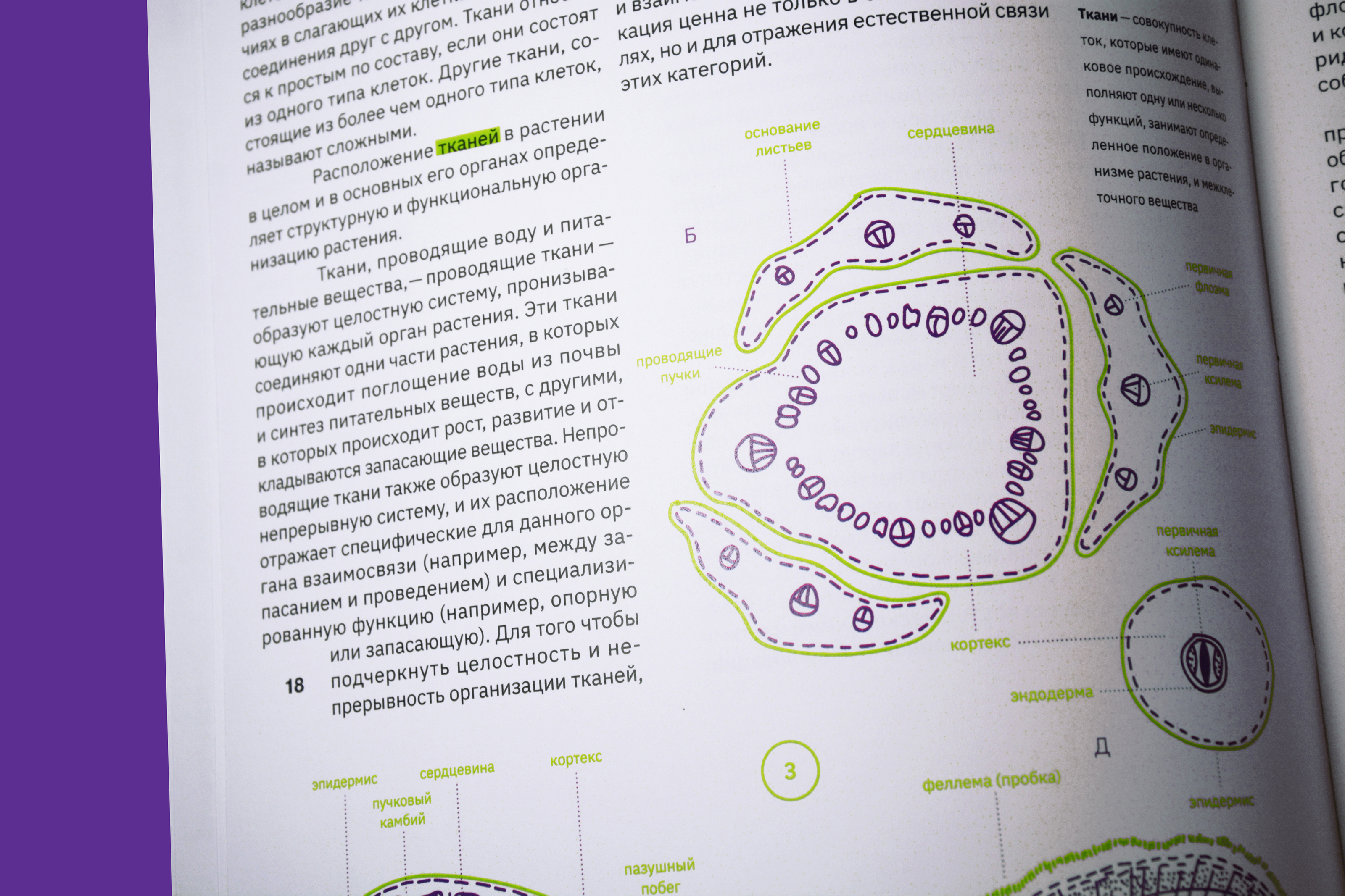 Esau's Plant Anatomy — Изображение №11 — Графика на Dprofile