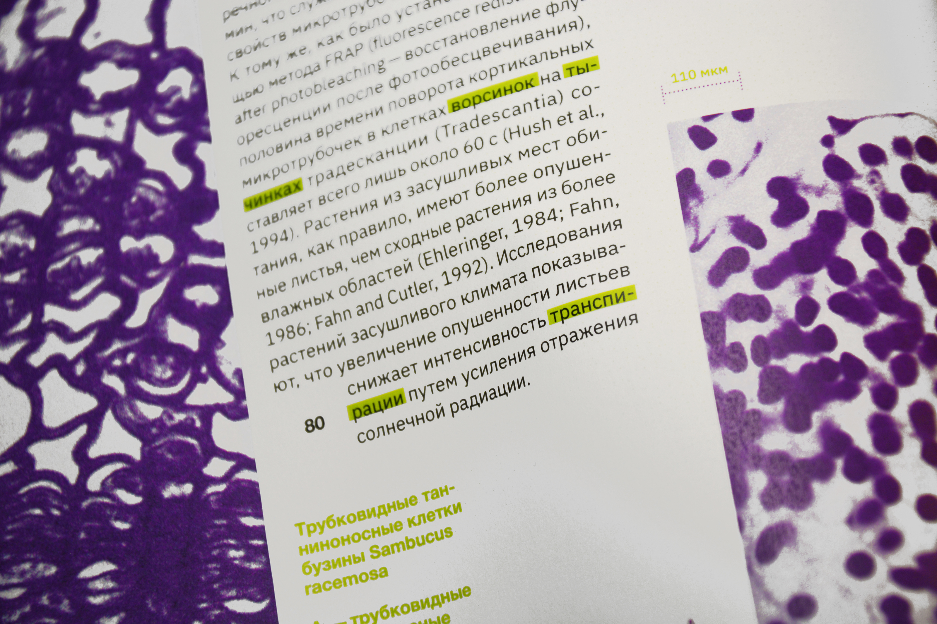 Esau's Plant Anatomy — Изображение №18 — Графика на Dprofile