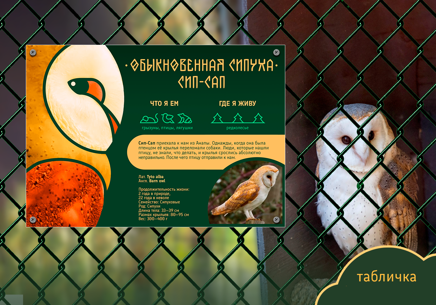Визуальная концепция Центра реабилитации диких птиц — Изображение №15 — Интерфейсы на Dprofile
