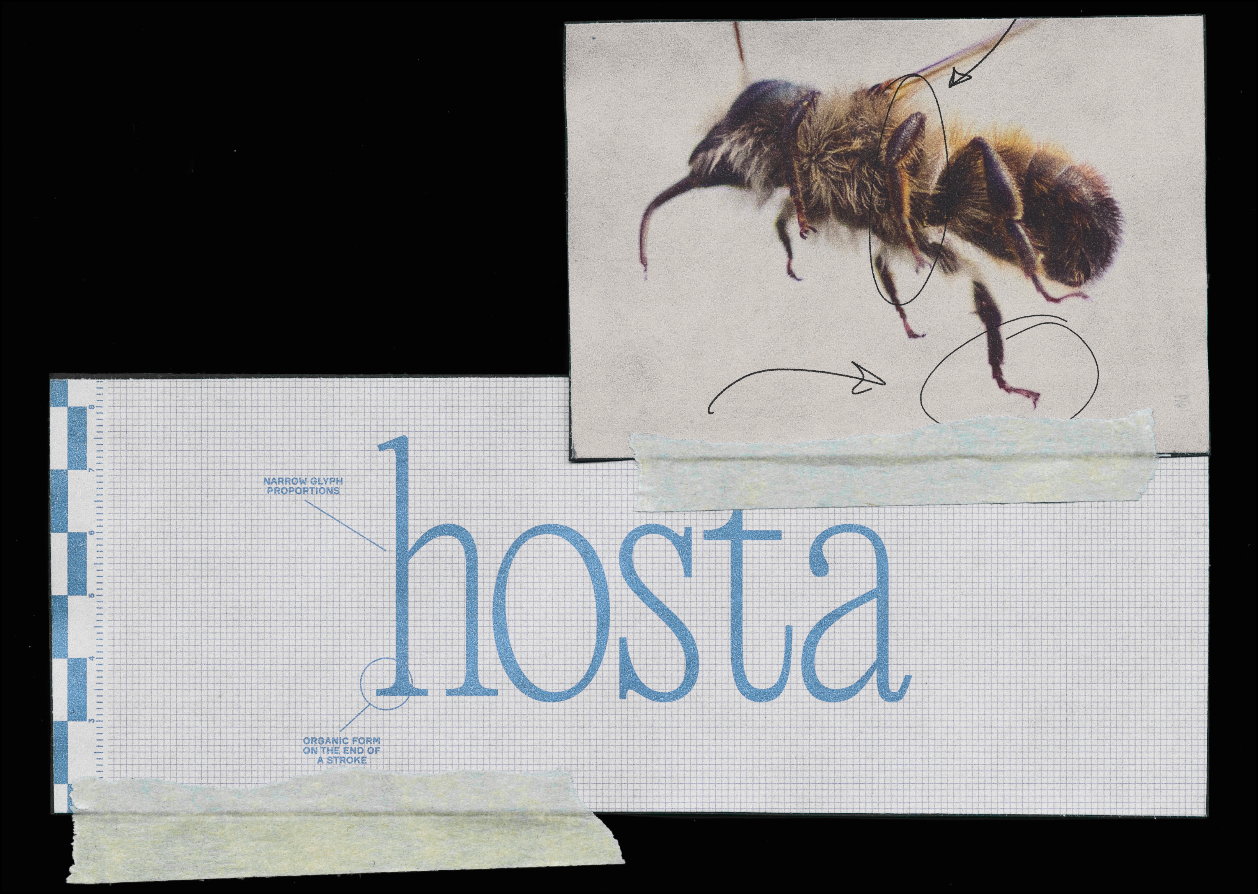 Айдентика для фильма HOSTA — Изображение №1 — Брендинг, Маркетинг на Dprofile