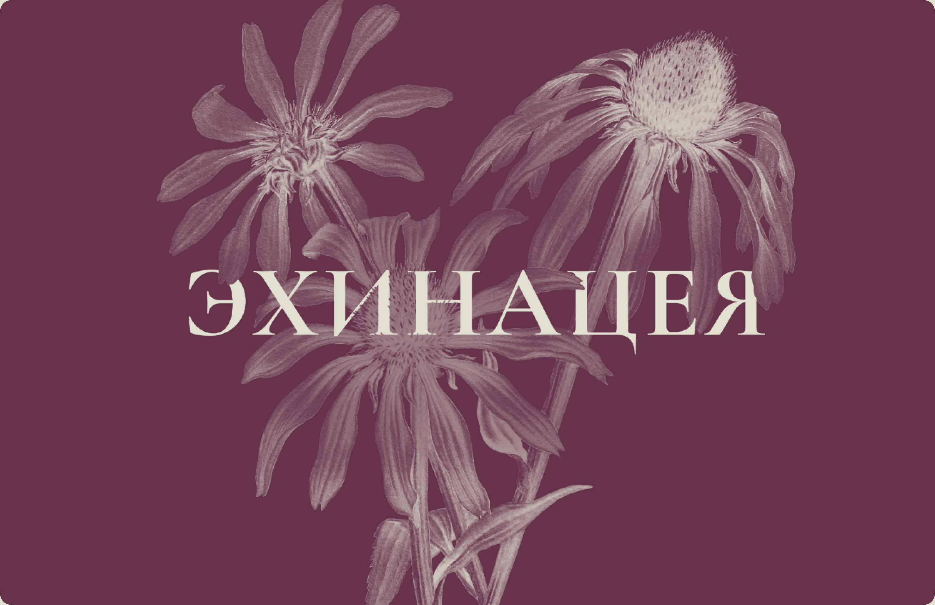 Айдентика и упаковка Ex Témpore — Изображение №8 — Брендинг на Dprofile