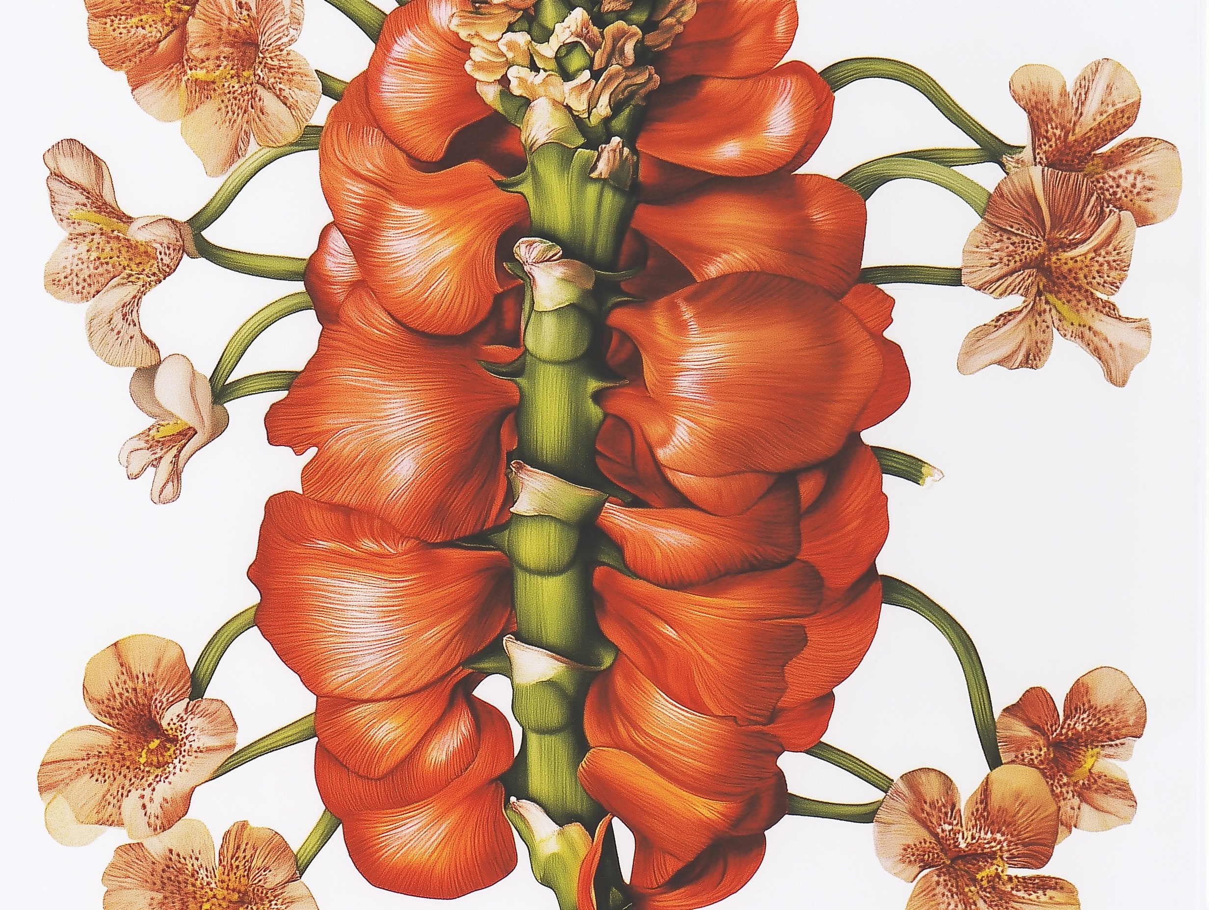 flower organs — Изображение №1 — Иллюстрация, Графика на Dprofile