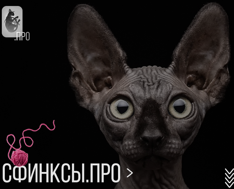 Кошки породы сфинкс Landing page Sphinx cats — Интерфейсы, Брендинг на Dprofile