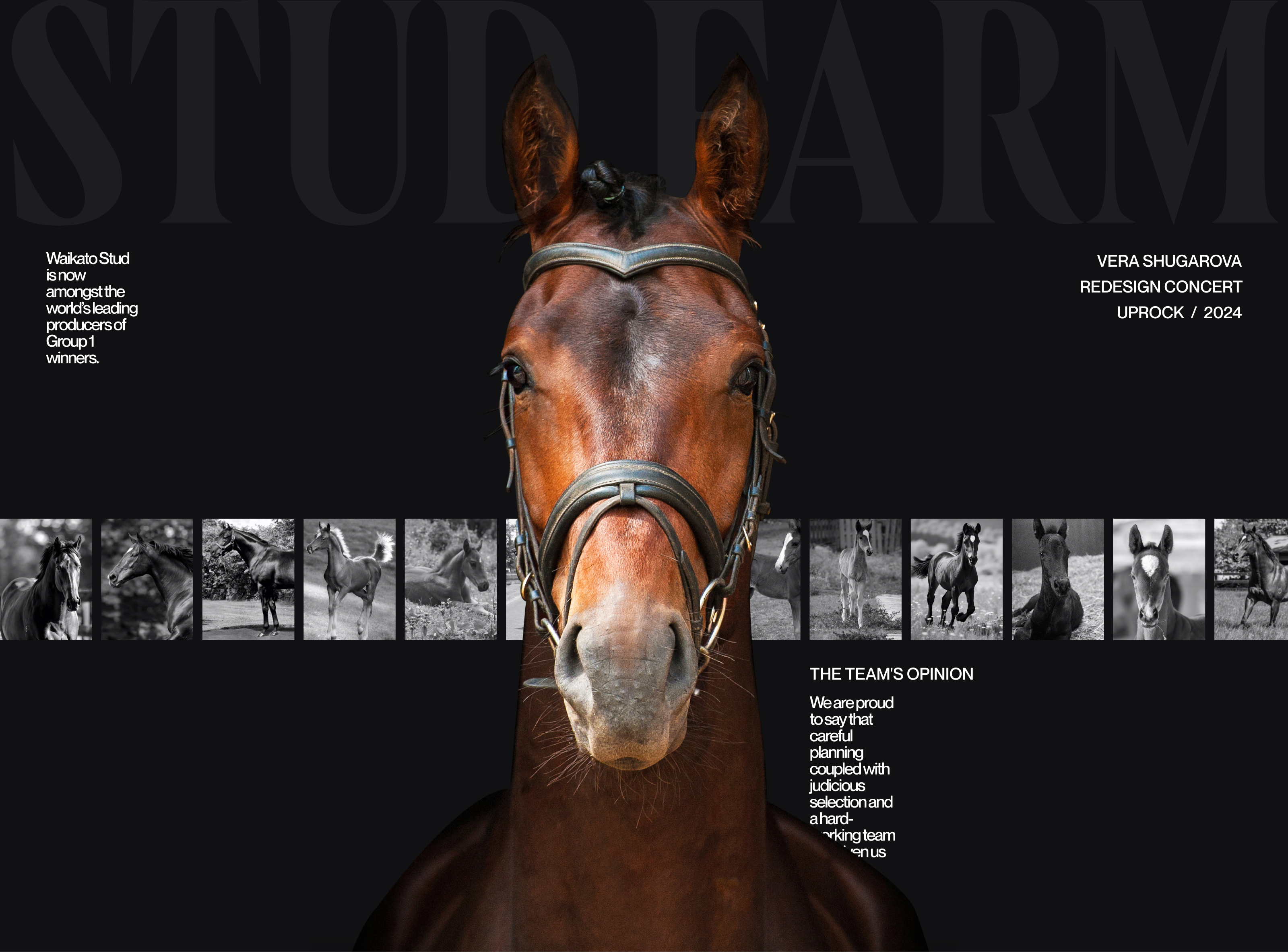Waikato Stud-Корпоративный вебсайт — Изображение №1 — Интерфейсы на Dprofile