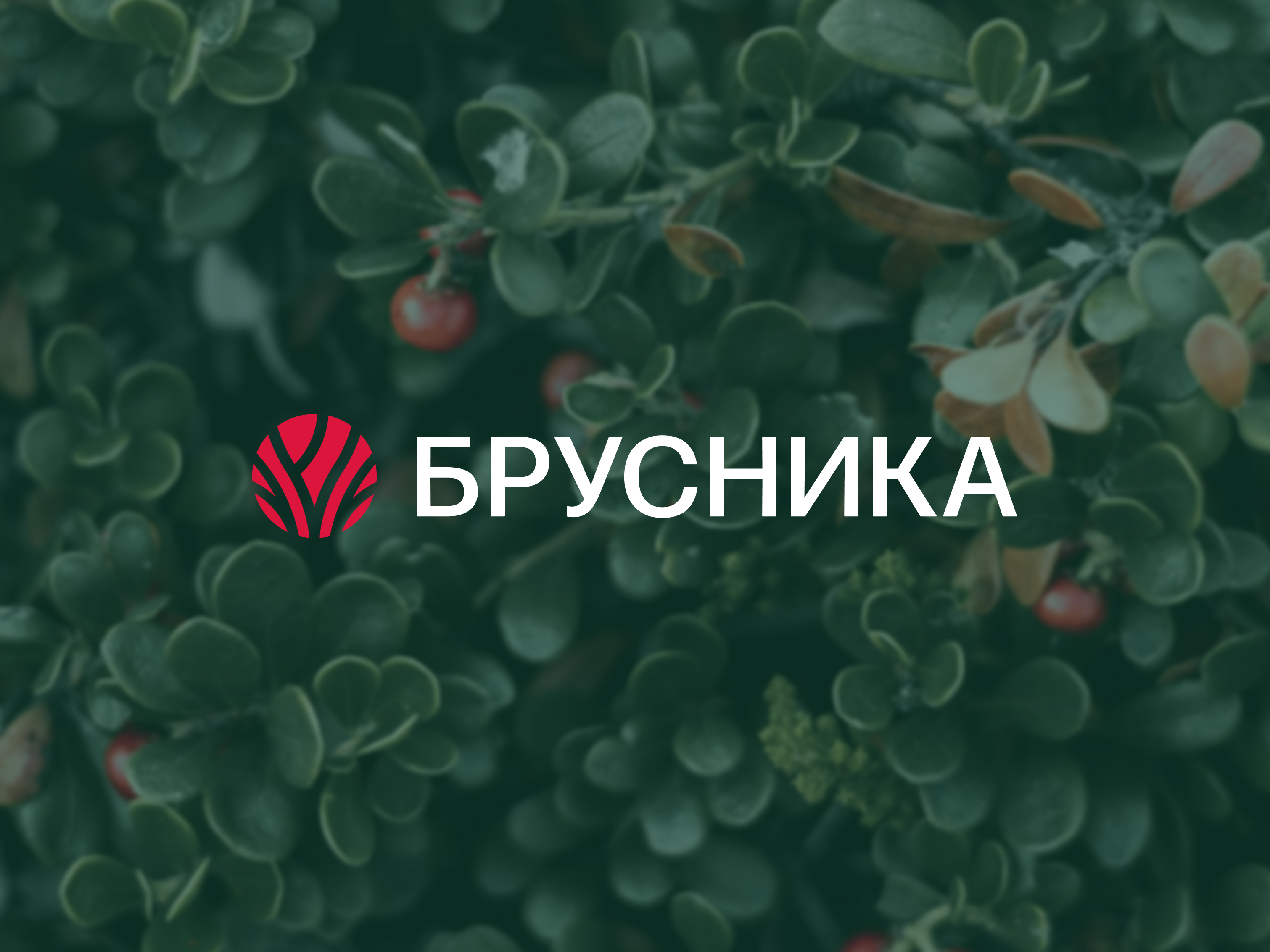 Брусника / садовый центр — Изображение №3 — Брендинг на Dprofile