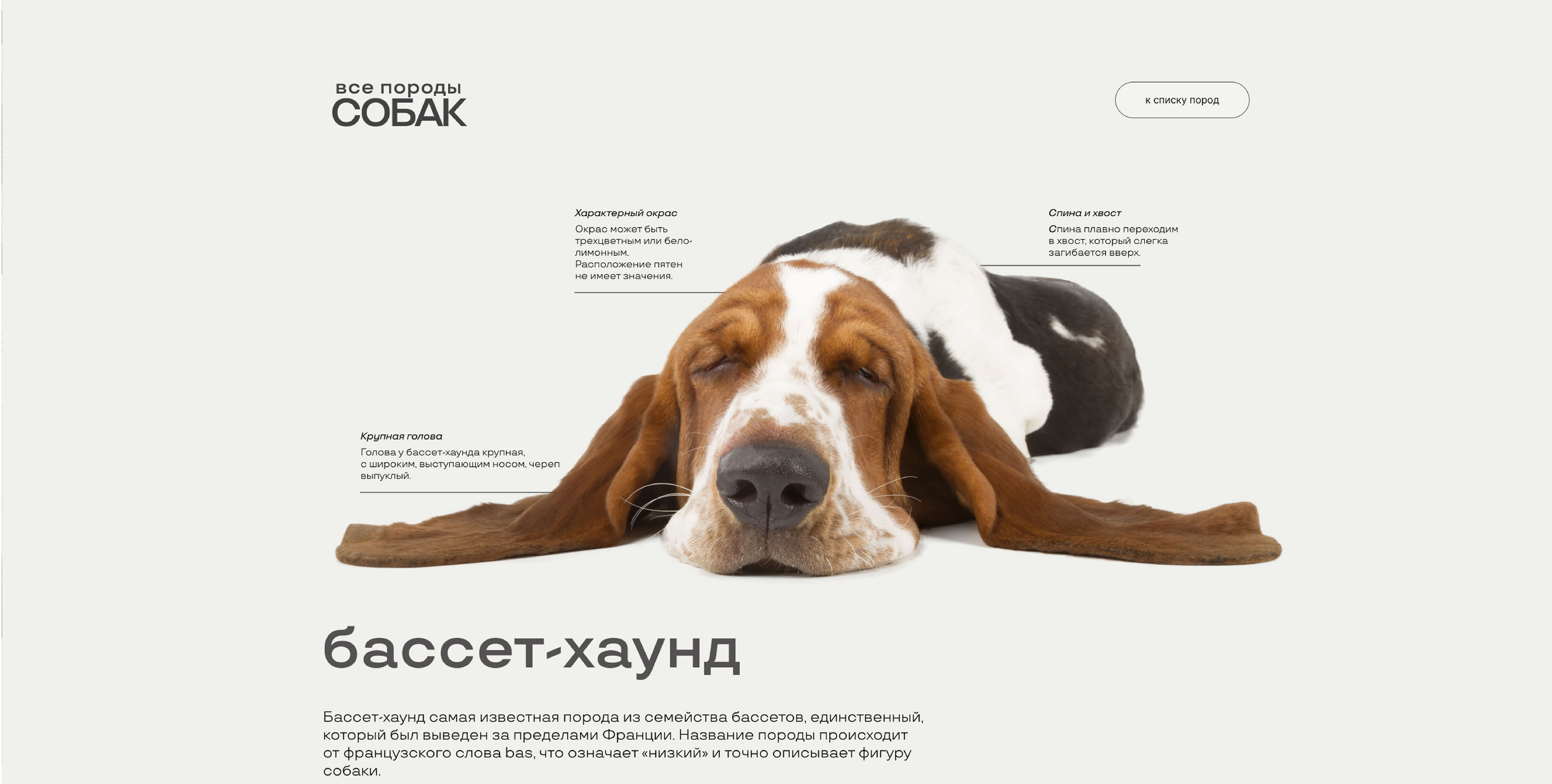 Энциклопедический сайт про породы собак — Изображение №1 — Интерфейсы на Dprofile