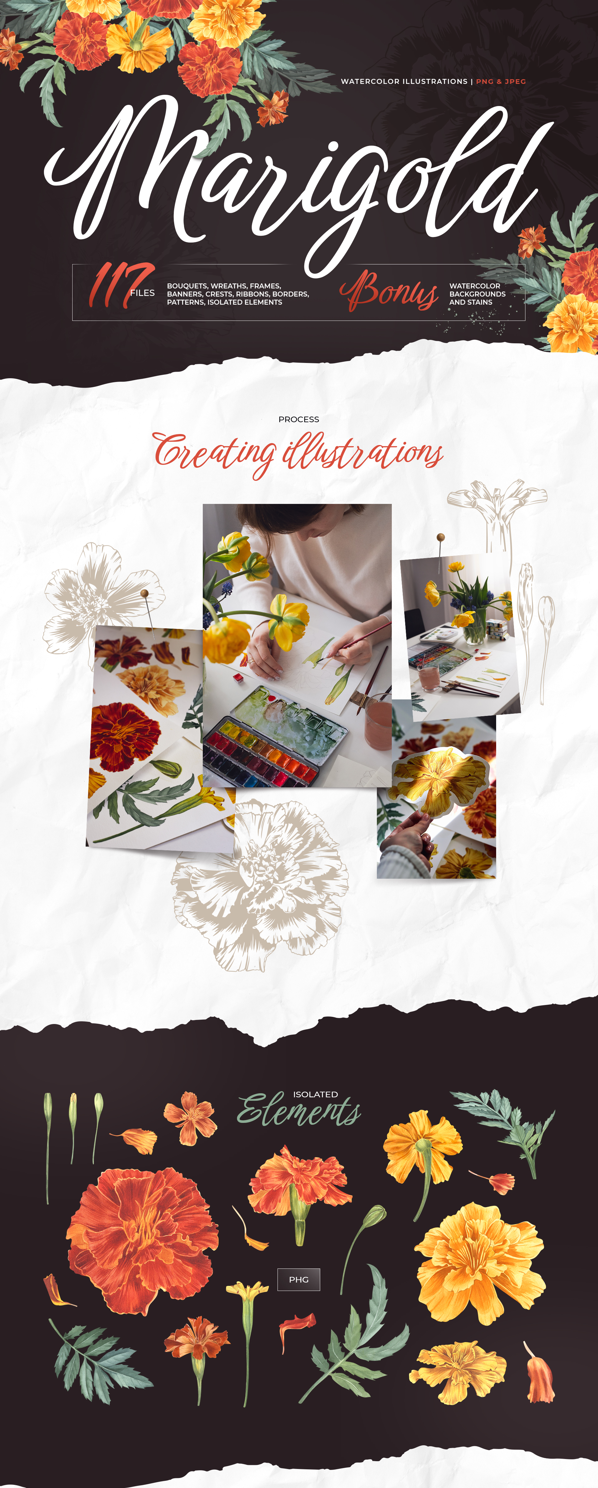 Marigold, watercolor flowers — Изображение №1 — Иллюстрация, Графика на Dprofile