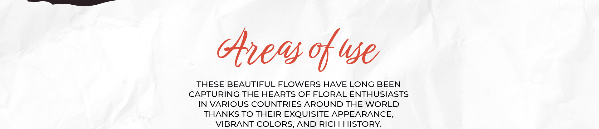 Marigold, watercolor flowers — Изображение №2 — Иллюстрация, Графика на Dprofile