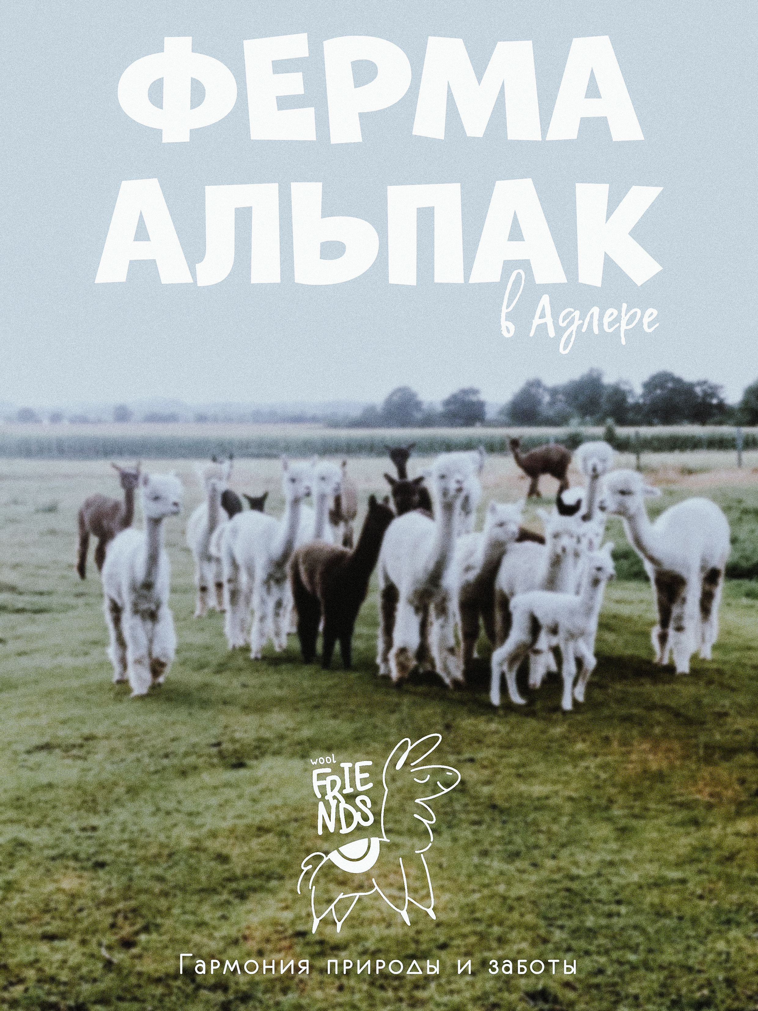 Wool Friends | разработка логотип для ферм альпак — Изображение №3 — Брендинг, Графика на Dprofile