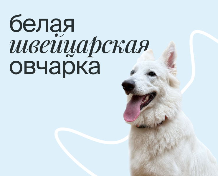 Питомник белых овчарок на Dprofile