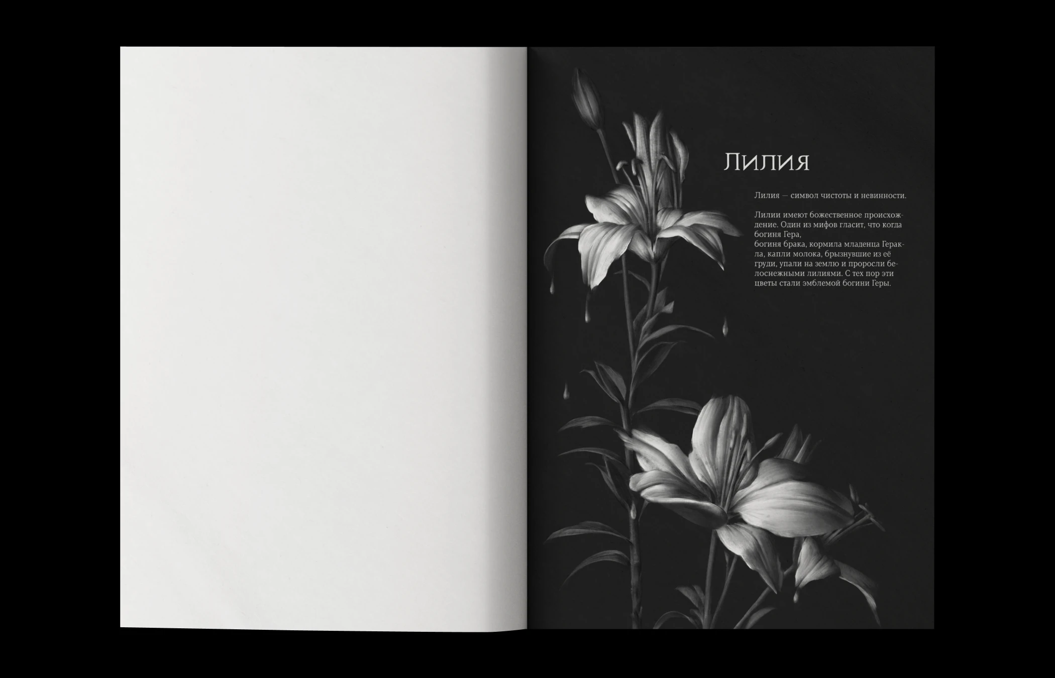 Flowers of Greece | SKETCHBOOK — Изображение №12 — Иллюстрация, Графика на Dprofile