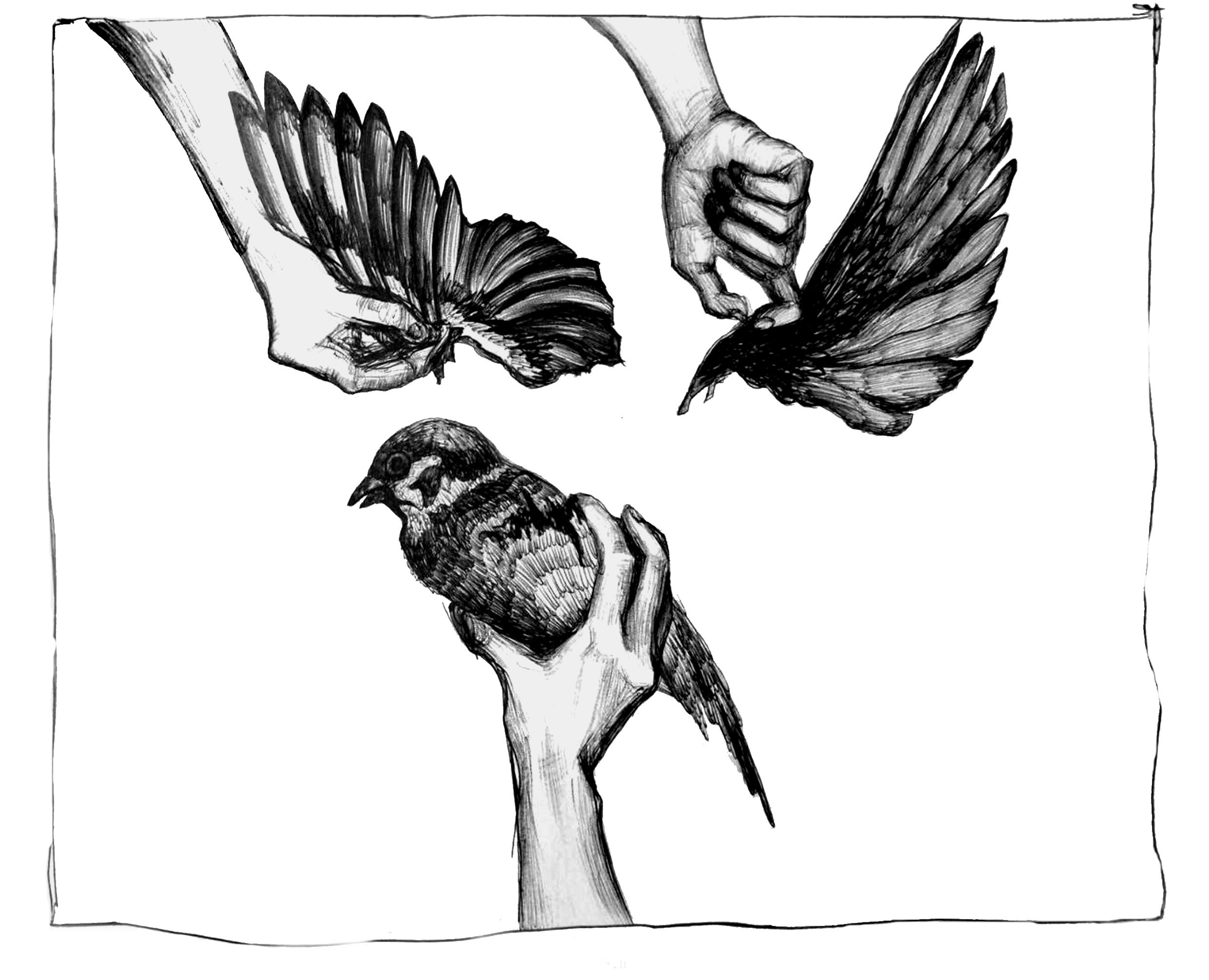 Авторская иллюстрация Feathers of captivity на Dprofile