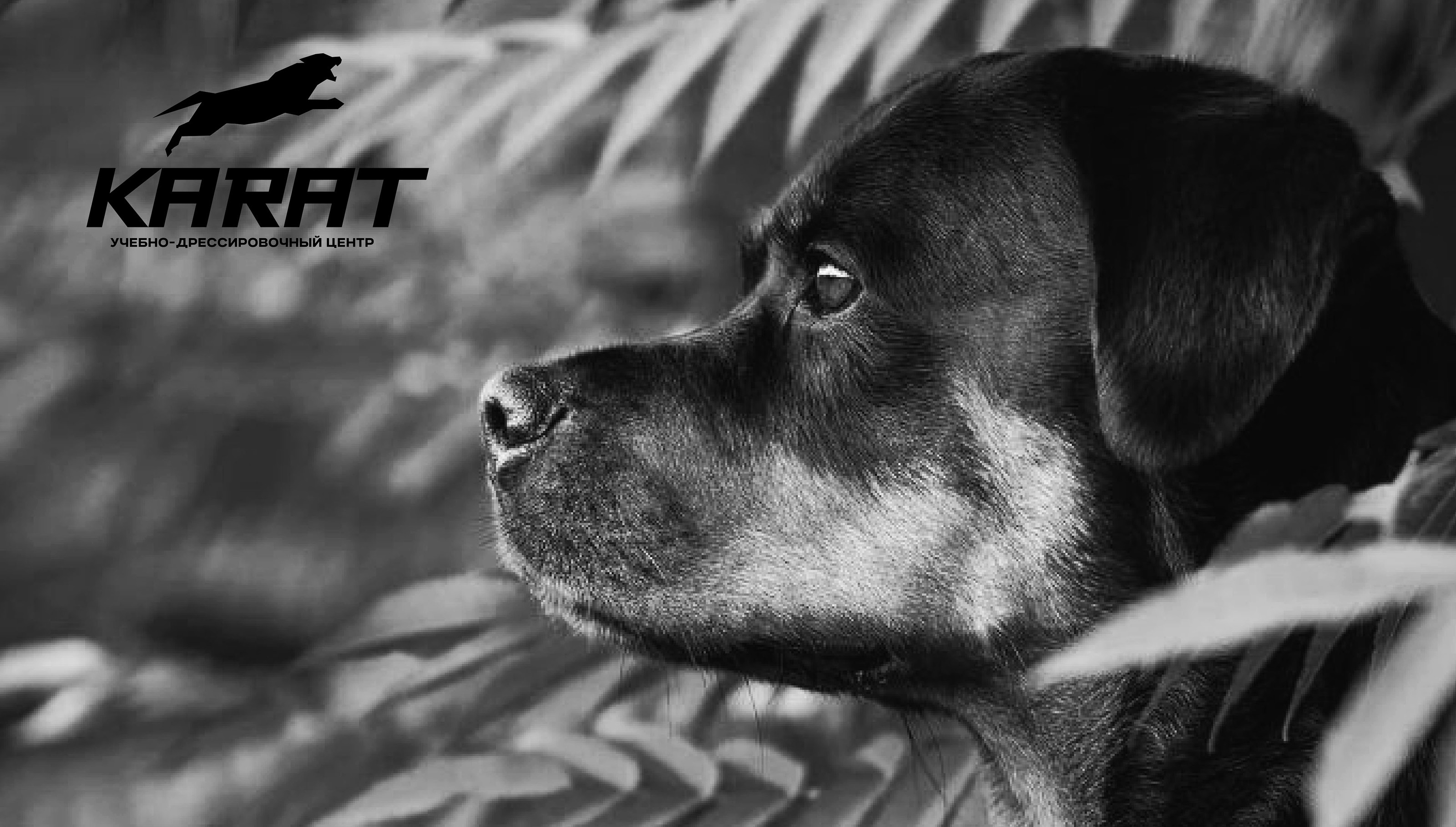 Фирменный стиль для центра КАРАТ — Изображение №10 — Брендинг на Dprofile