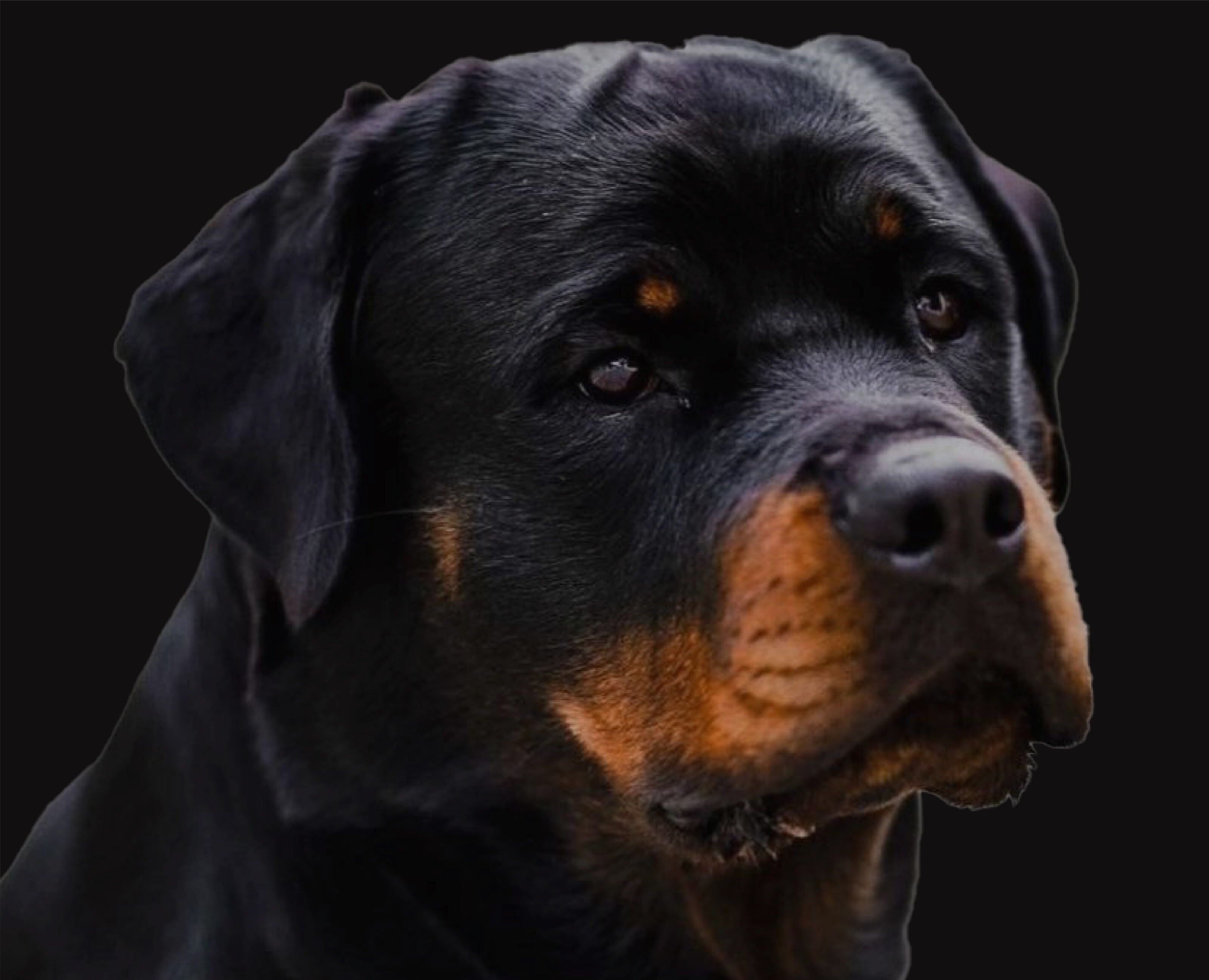 Фирменный стиль для центра КАРАТ — Брендинг на Dprofile