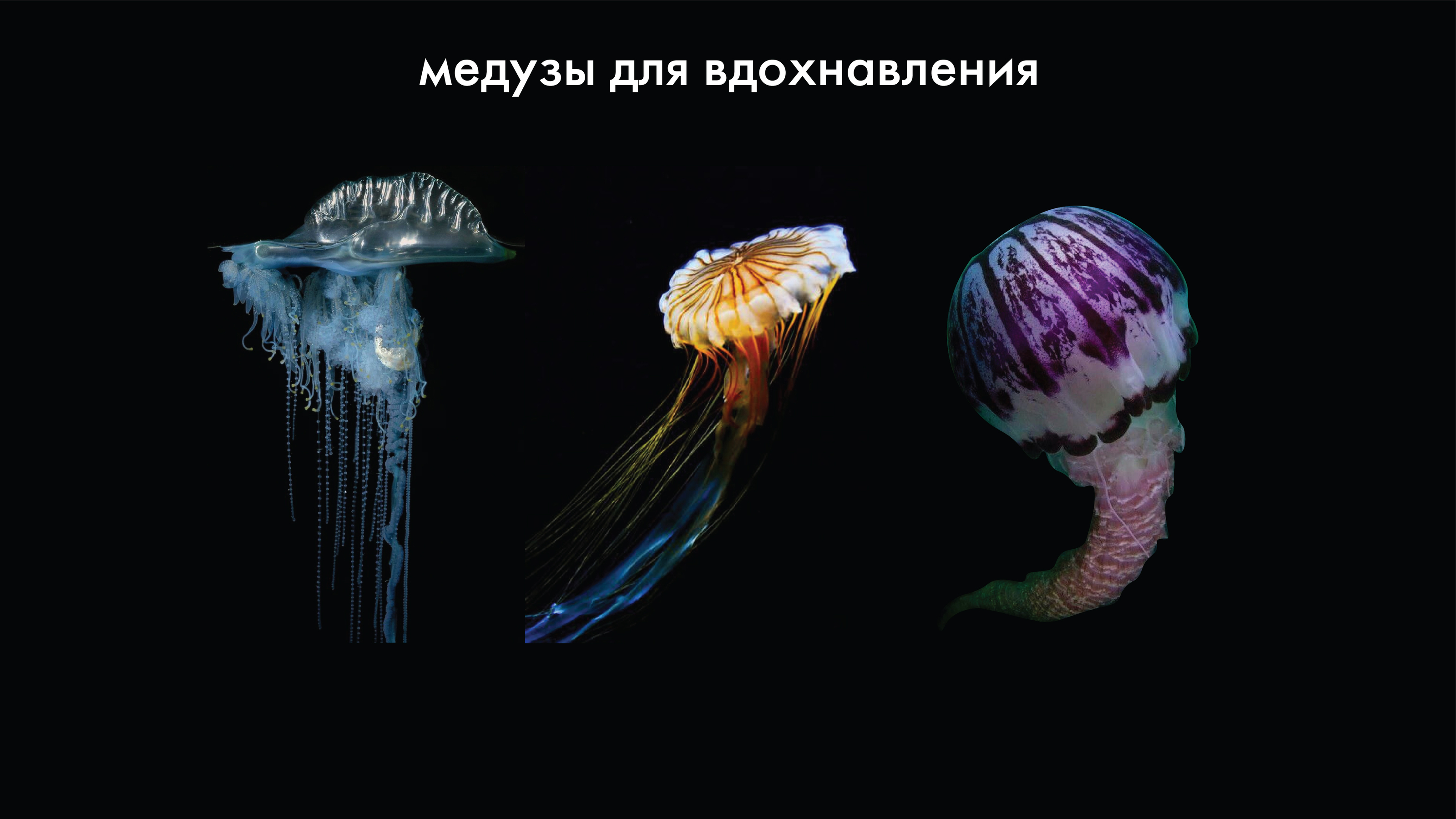 концепт - арт персонажи медузы — Изображение №2 — Иллюстрация на Dprofile