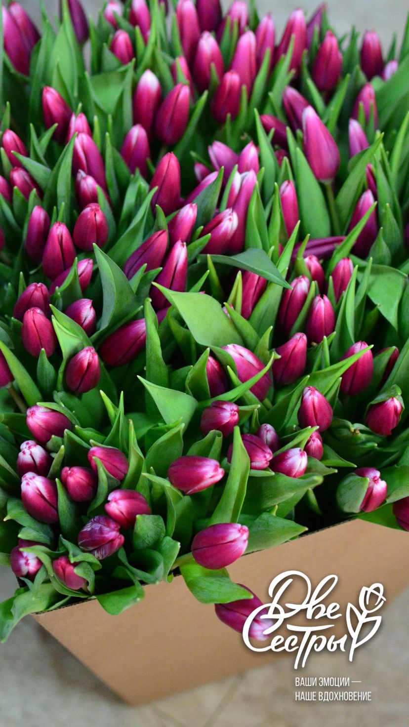 Две Сестры — Изображение №14 — Брендинг на Dprofile