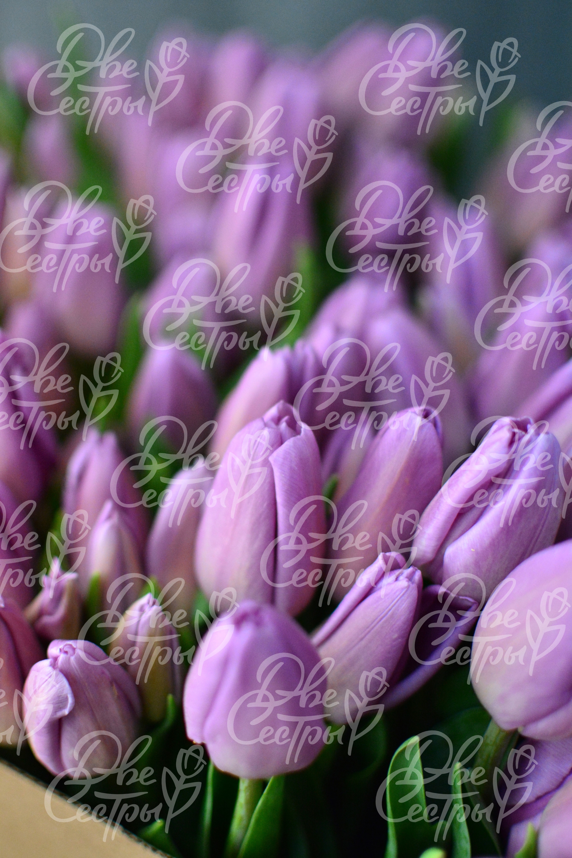 Две Сестры — Изображение №17 — Брендинг на Dprofile