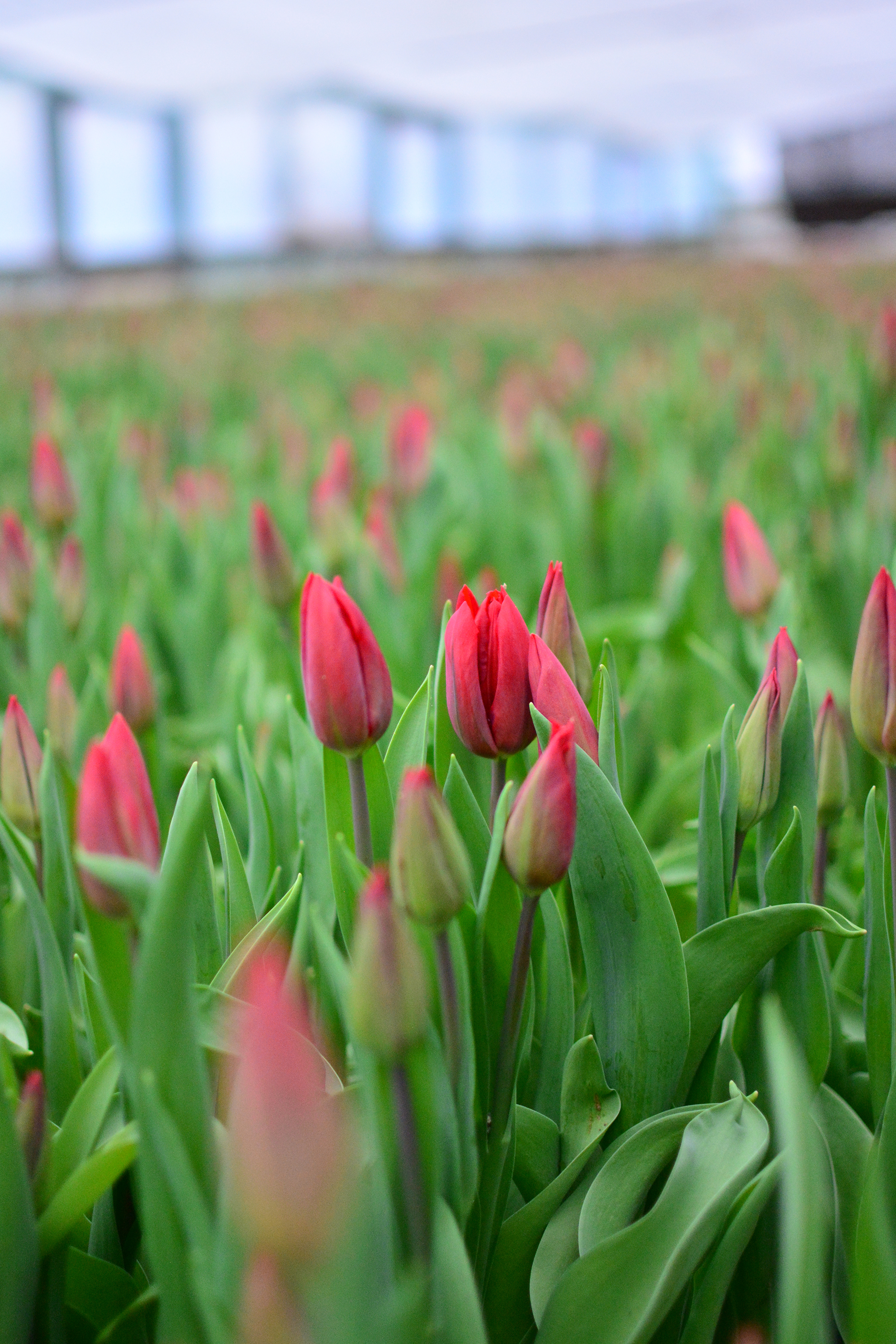 Две Сестры — Изображение №23 — Брендинг на Dprofile