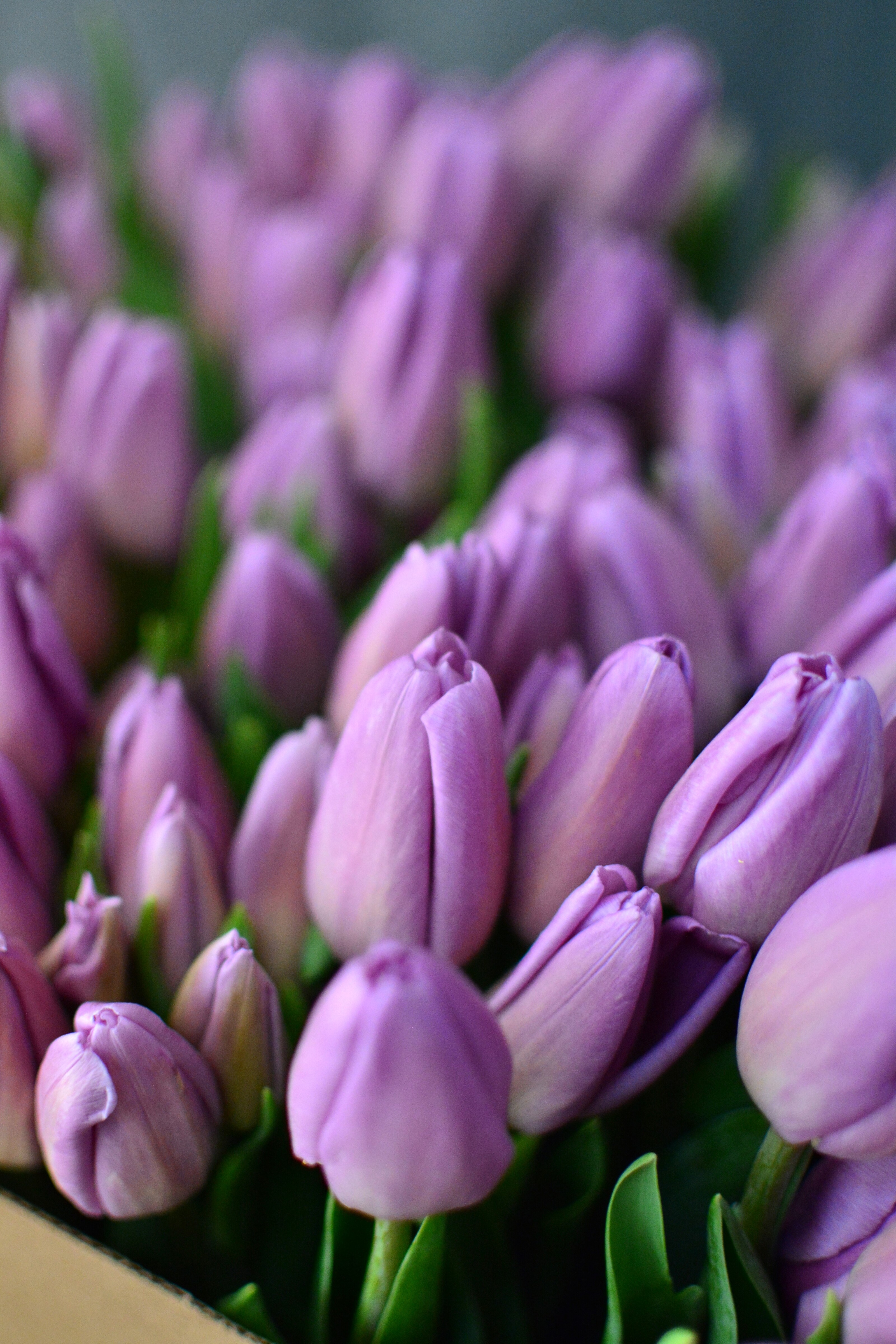 Две Сестры — Изображение №6 — Брендинг на Dprofile