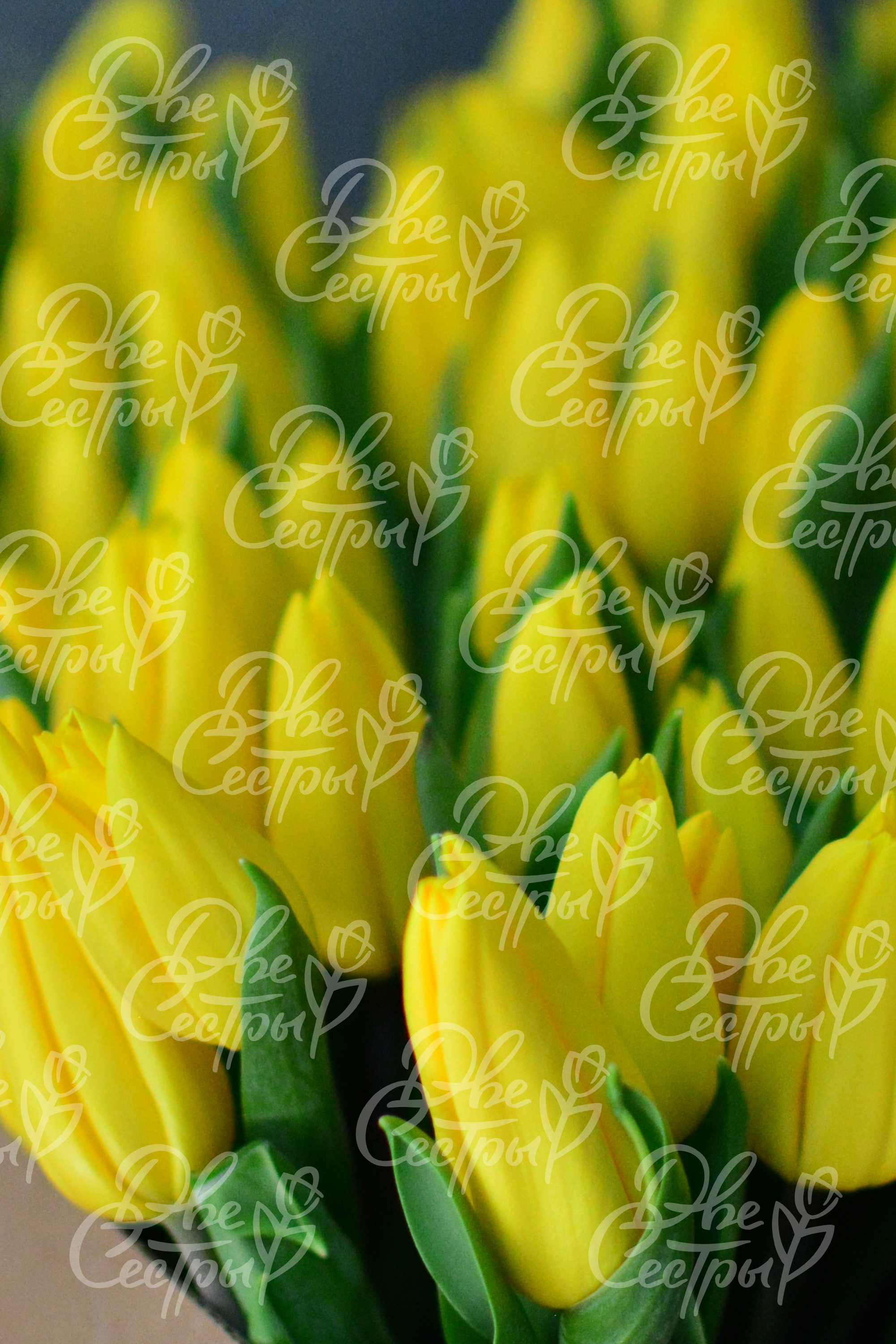 Две Сестры — Изображение №20 — Брендинг на Dprofile