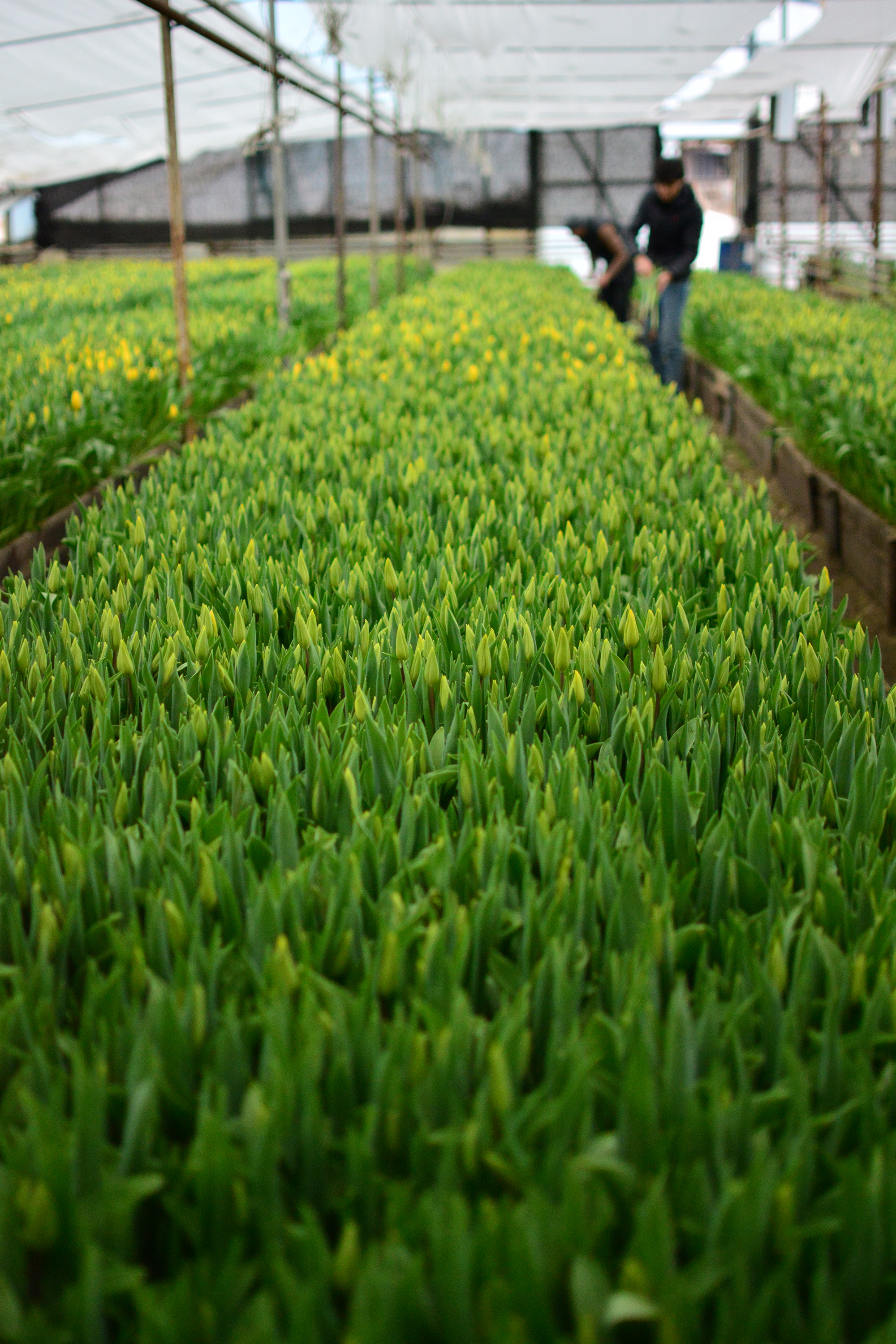 Две Сестры — Изображение №21 — Брендинг на Dprofile