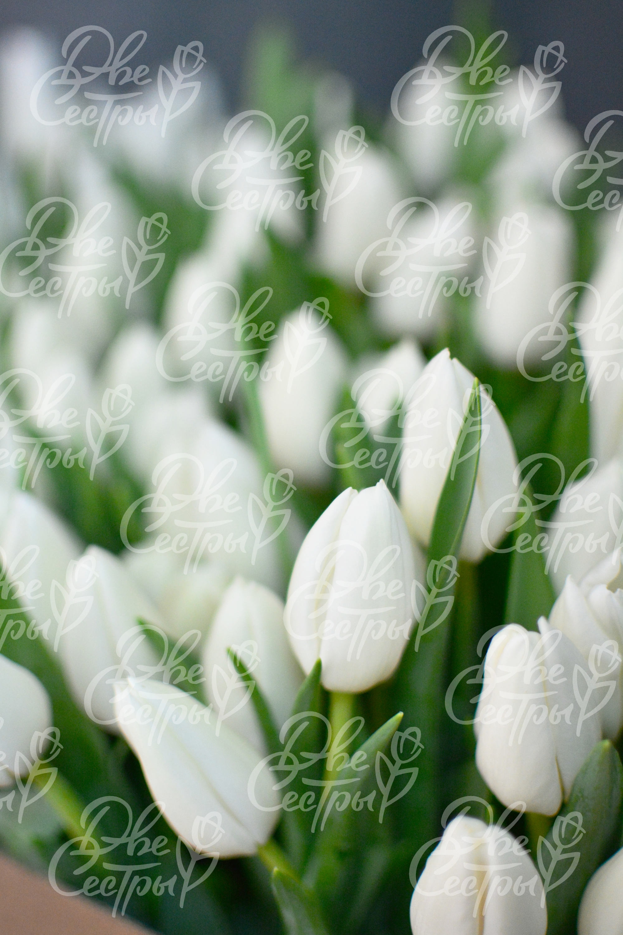 Две Сестры — Изображение №18 — Брендинг на Dprofile