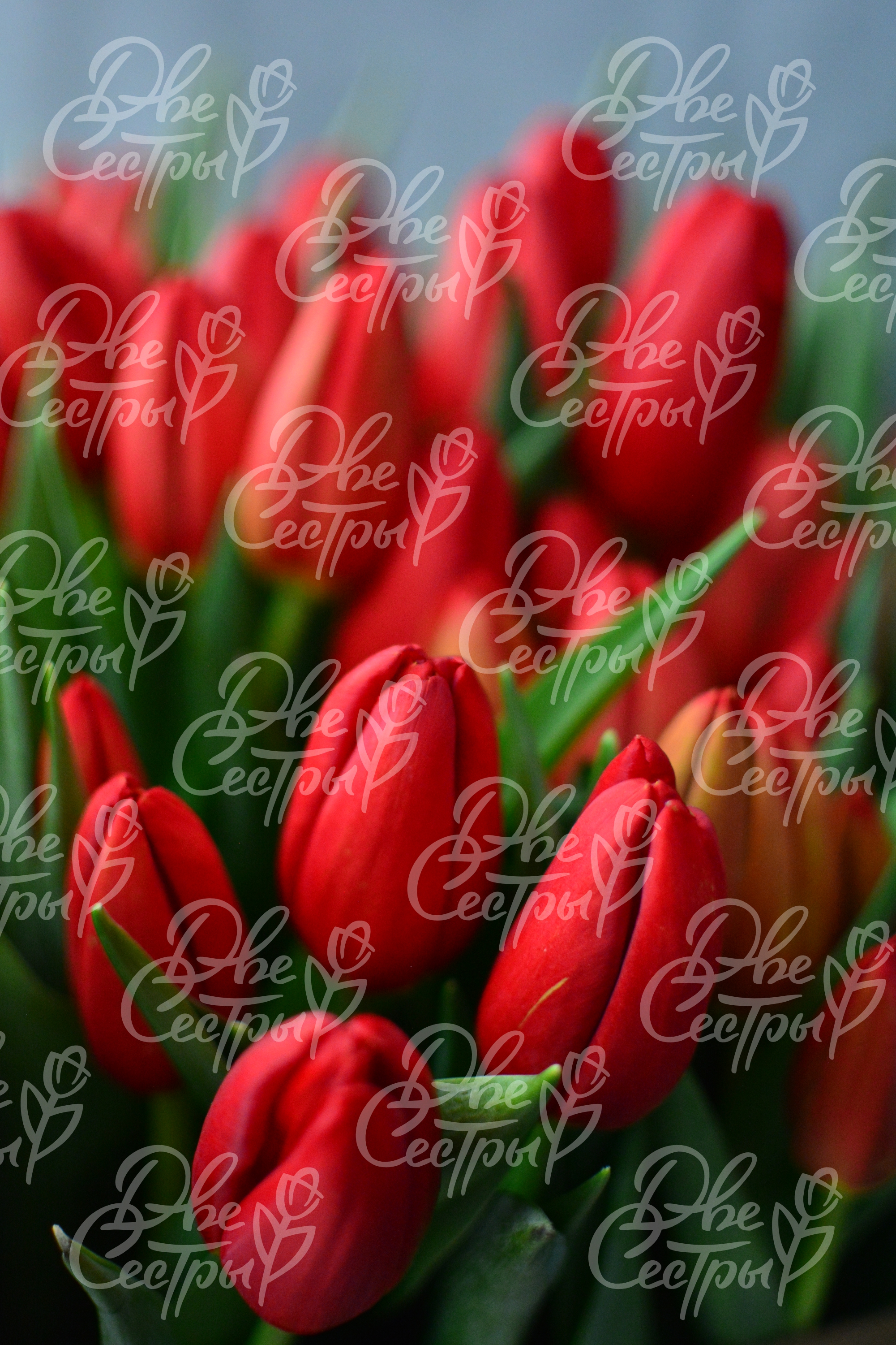 Две Сестры — Изображение №19 — Брендинг на Dprofile