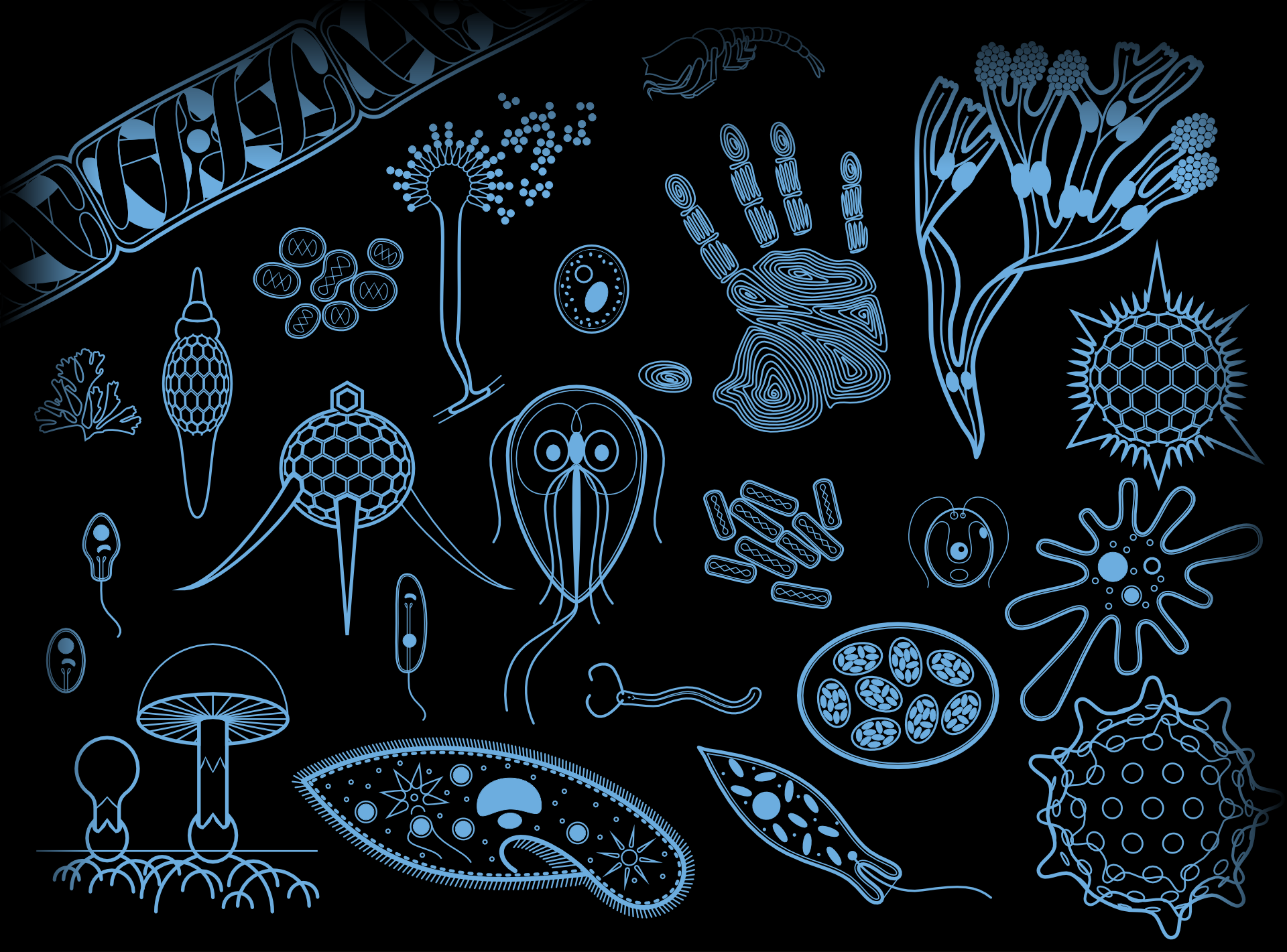 «Самые-самые» микромира — Изображение №2 — Графика на Dprofile