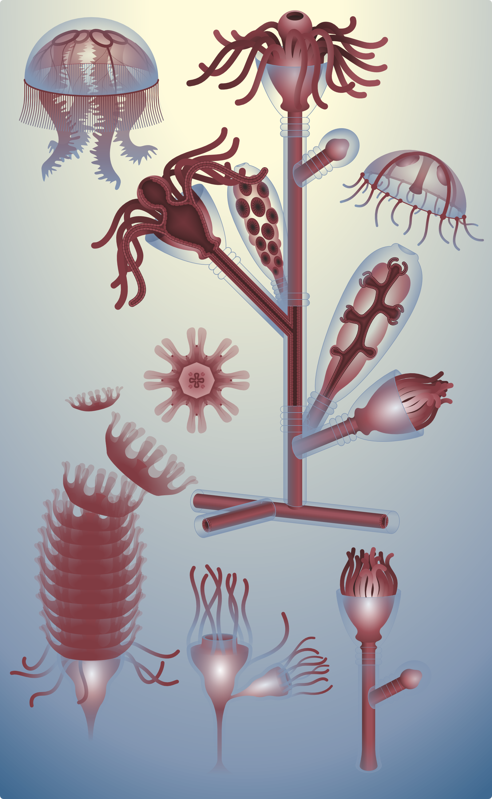 Развитие медуз — Изображение №3 — Иллюстрация, Графика на Dprofile