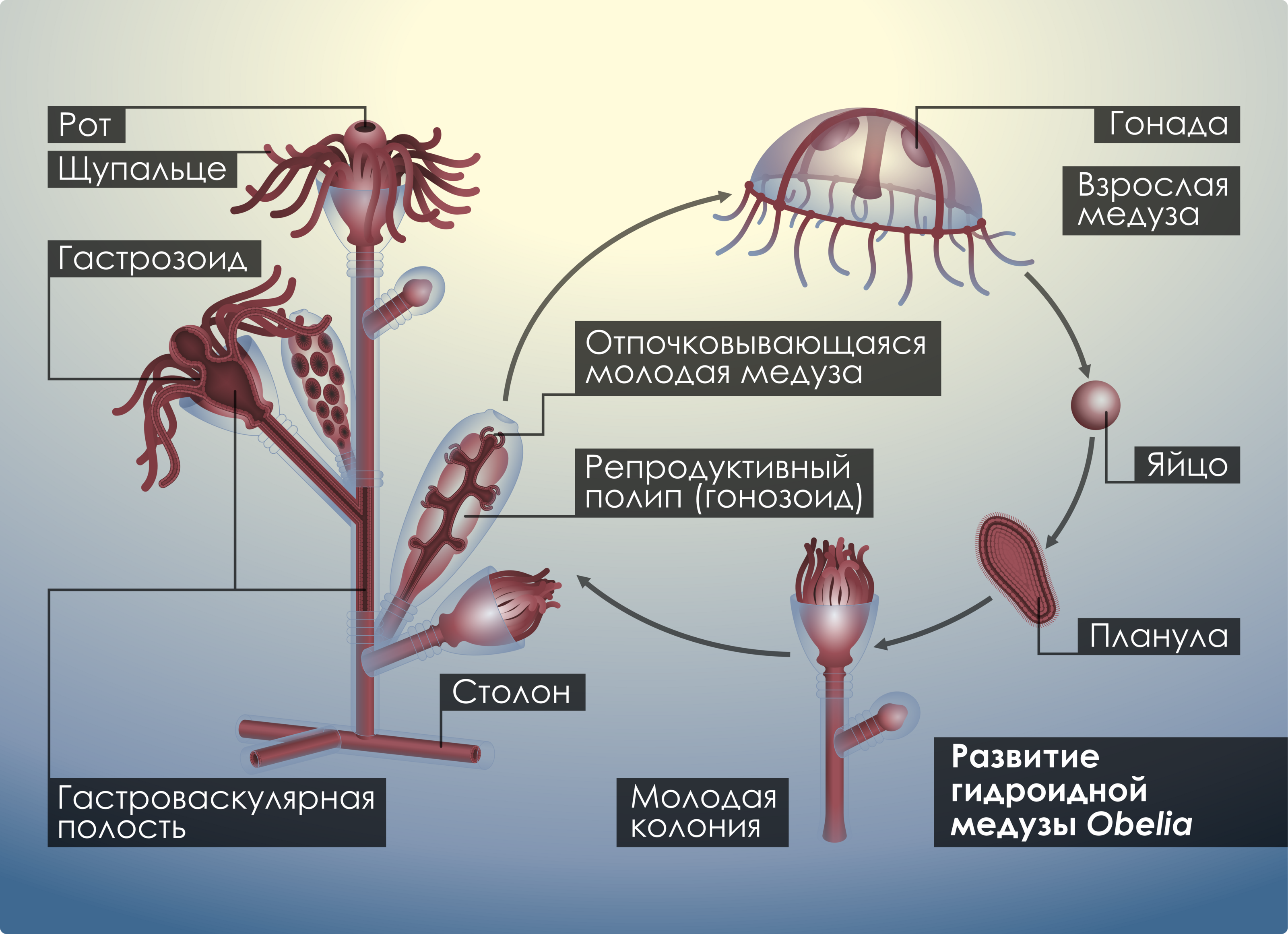 Развитие медуз — Изображение №1 — Иллюстрация, Графика на Dprofile