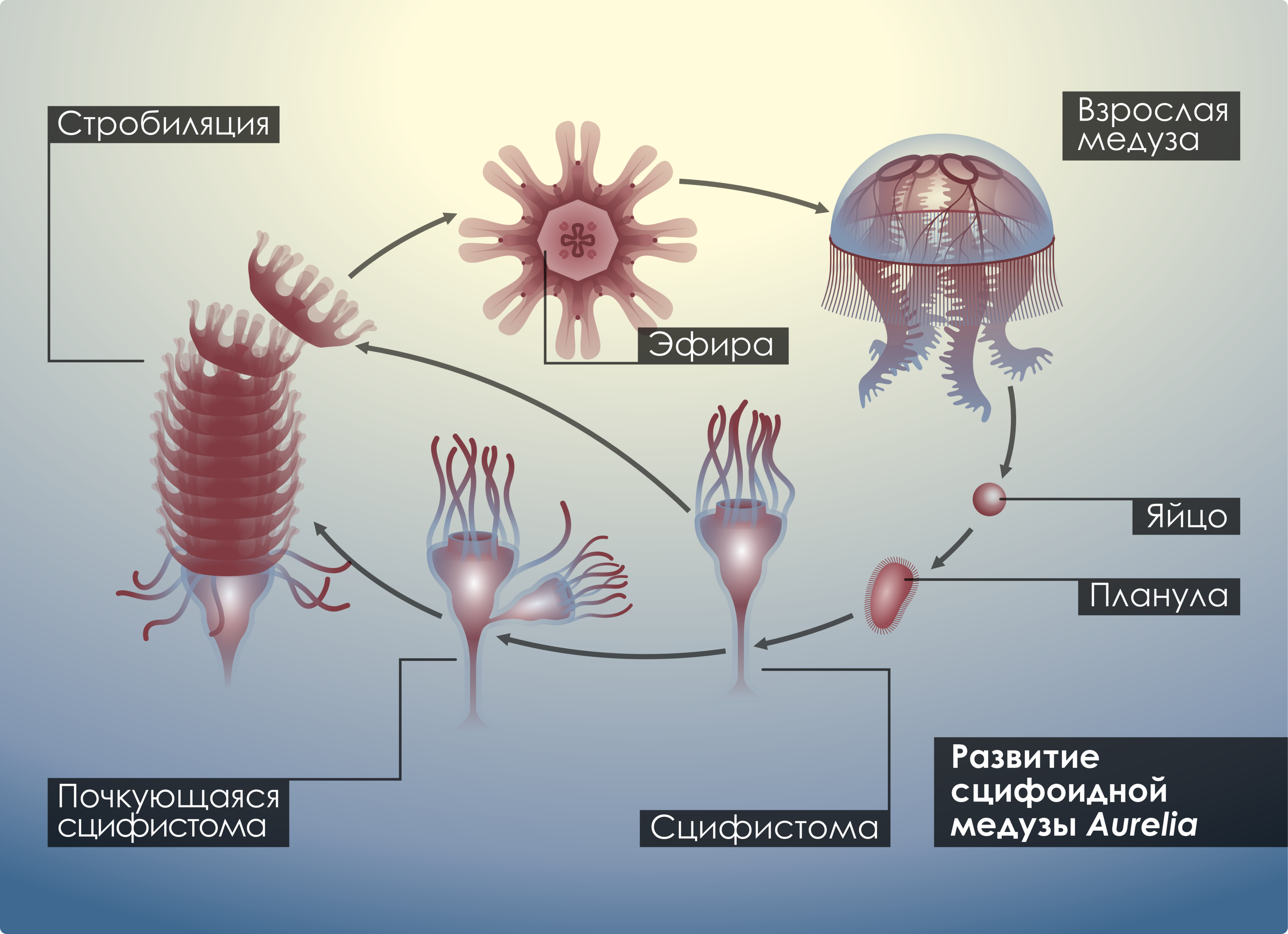 Развитие медуз — Изображение №2 — Иллюстрация, Графика на Dprofile