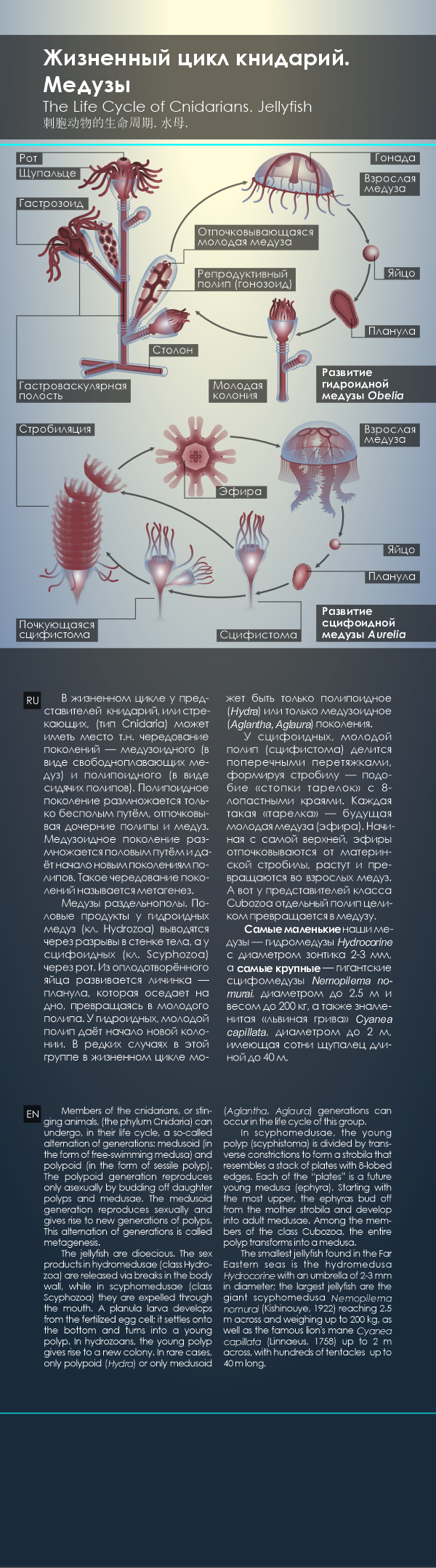 Развитие медуз — Изображение №5 — Иллюстрация, Графика на Dprofile