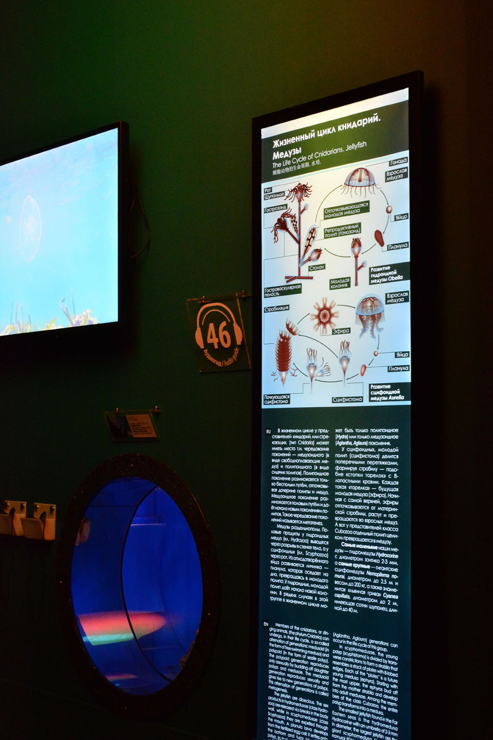 Развитие медуз — Изображение №4 — Иллюстрация, Графика на Dprofile