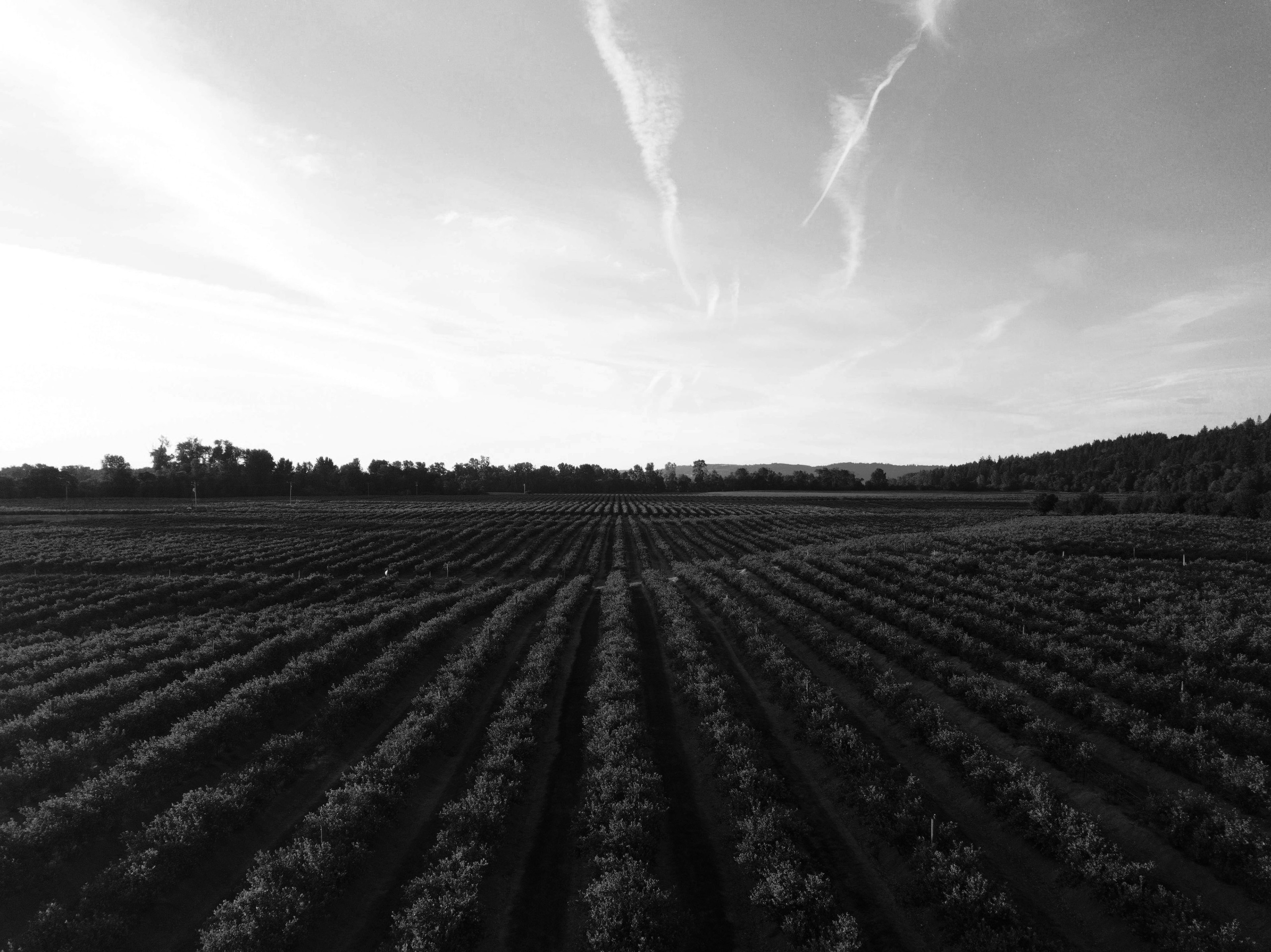 ROGUE wine from Australia — Изображение №17 — Брендинг на Dprofile