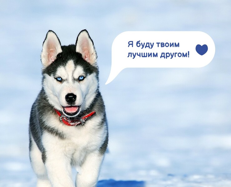Приют "Зов Предков" — Брендинг на Dprofile
