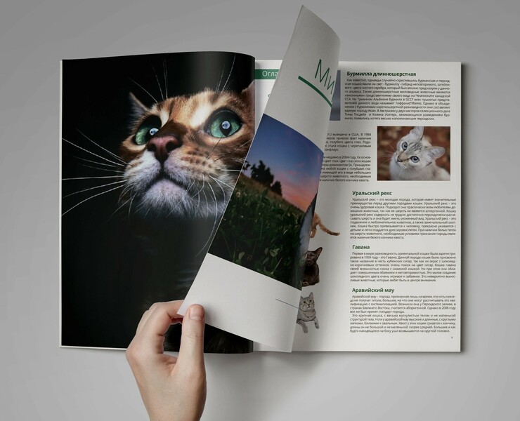 Каталог породистых кошек — Брендинг, Маркетинг на Dprofile