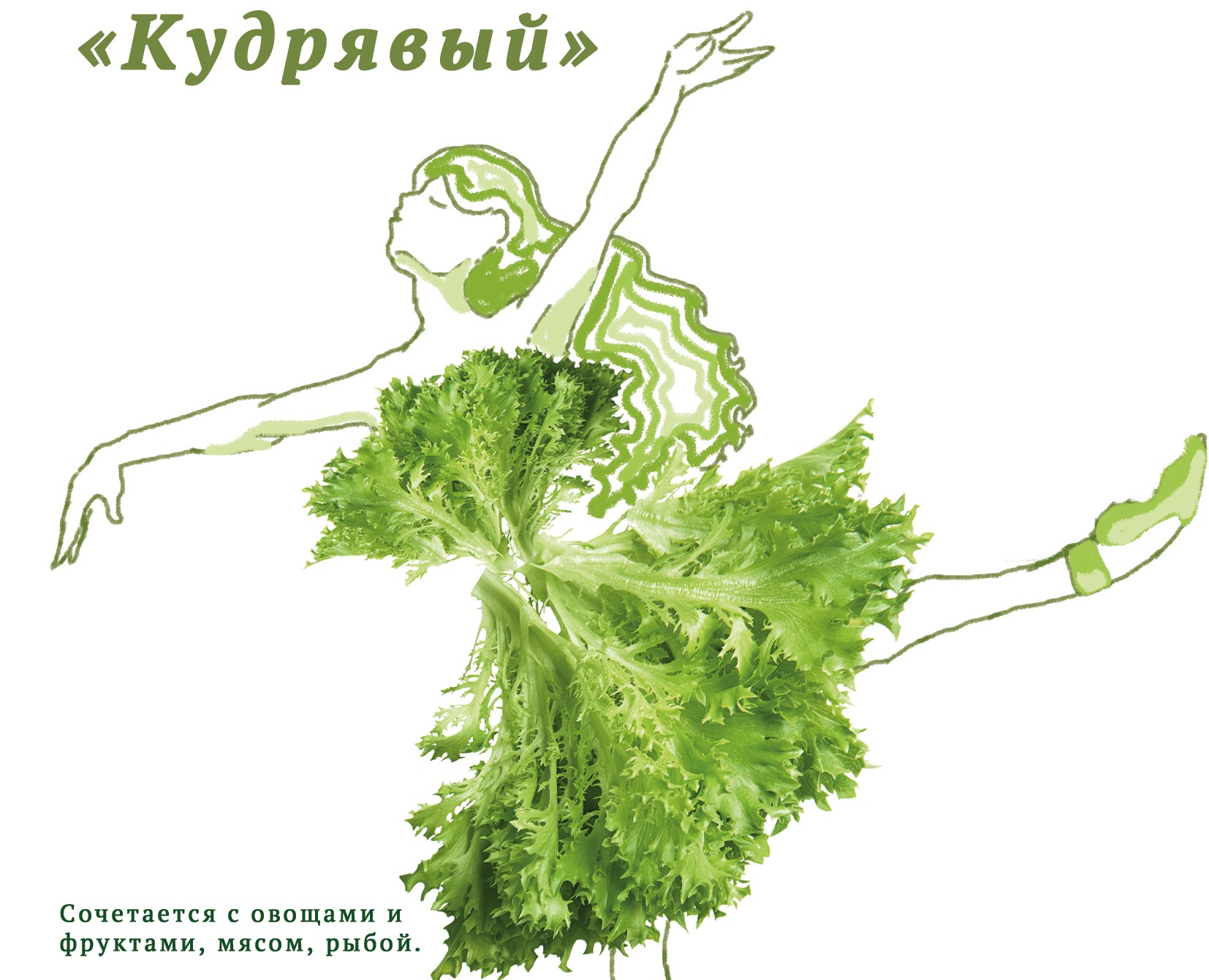 Дизайн упаковки для срезанных салатов — Интерфейсы, Брендинг на Dprofile