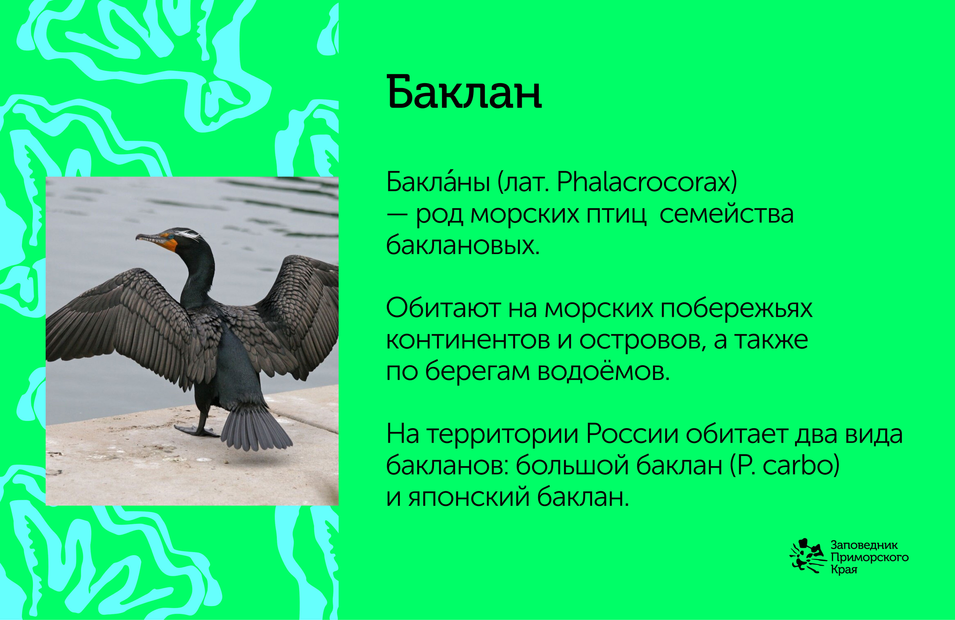 Фирменный стиль "Заповедник Приморского края" — Изображение №14 — Брендинг на Dprofile