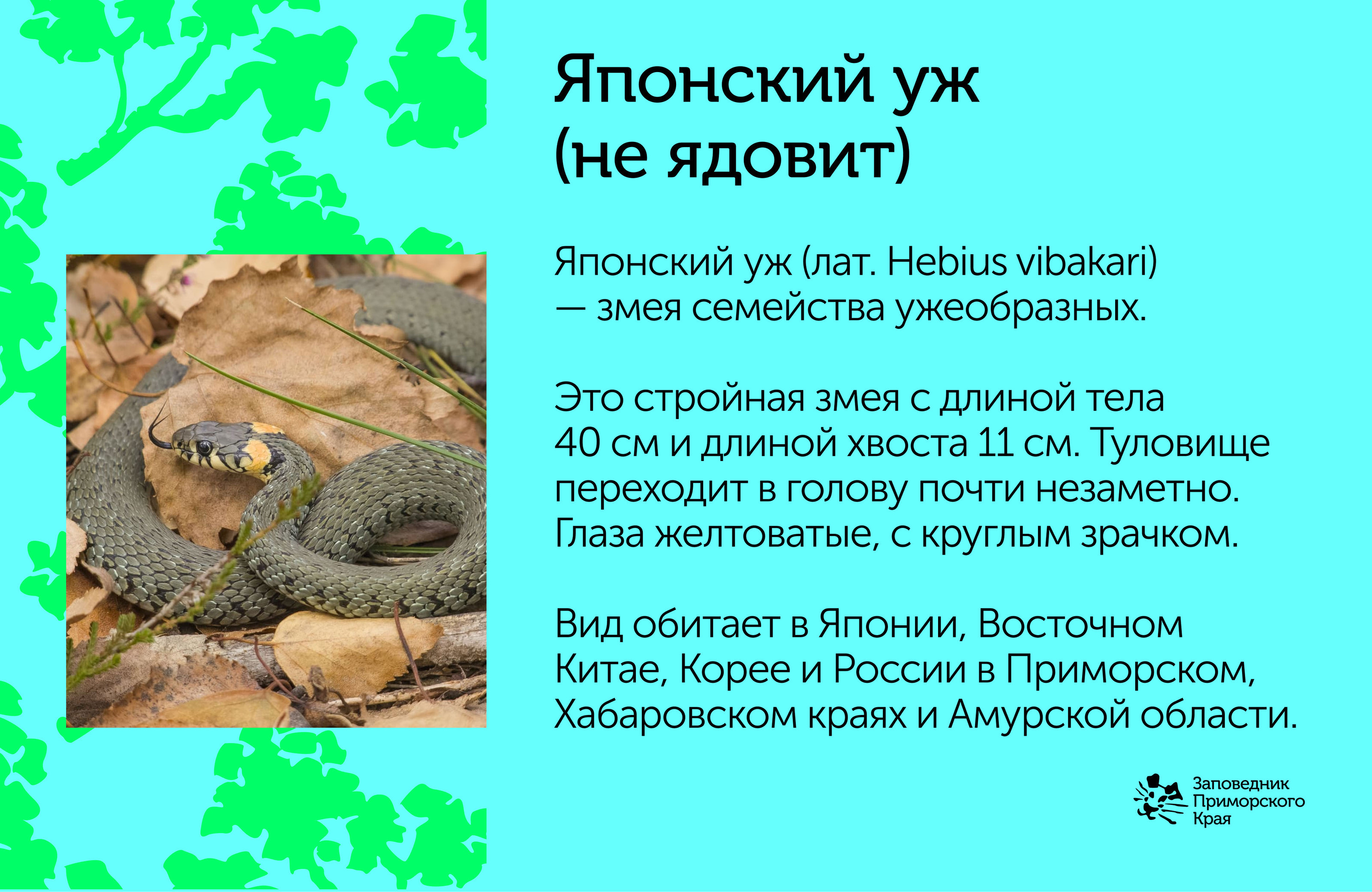 Фирменный стиль "Заповедник Приморского края" — Изображение №15 — Брендинг на Dprofile