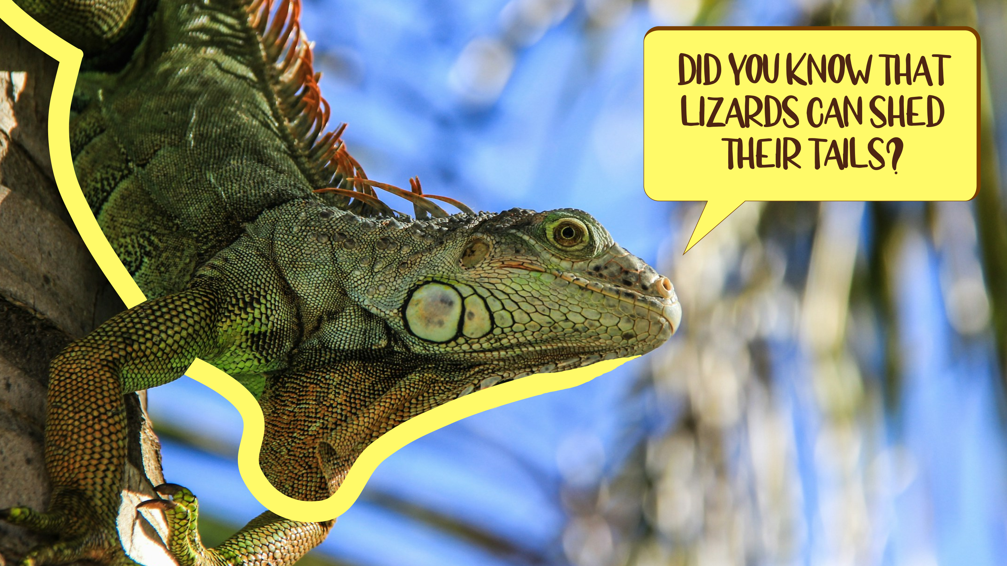 REPTILE PARK | CORPORATE WEBSITE — Изображение №10 — Интерфейсы на Dprofile