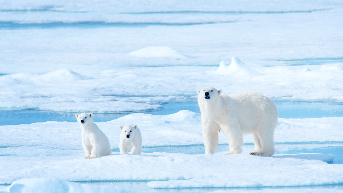 ARCTIC-A дизайн упаковки линейки моющих средств — Изображение №2 — Брендинг на Dprofile